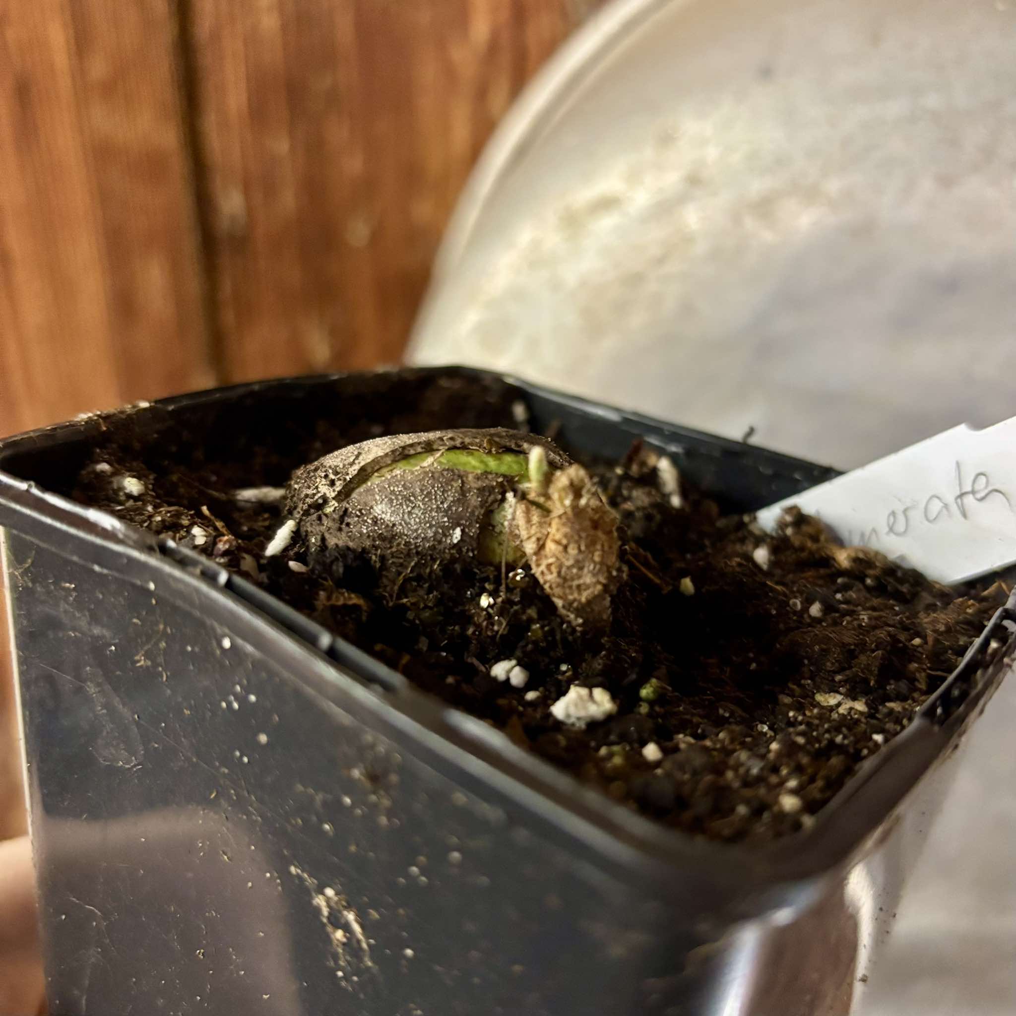 Pouteria glomerata - 1 small potted seedling / 1 kleiner, getopfter Sämling