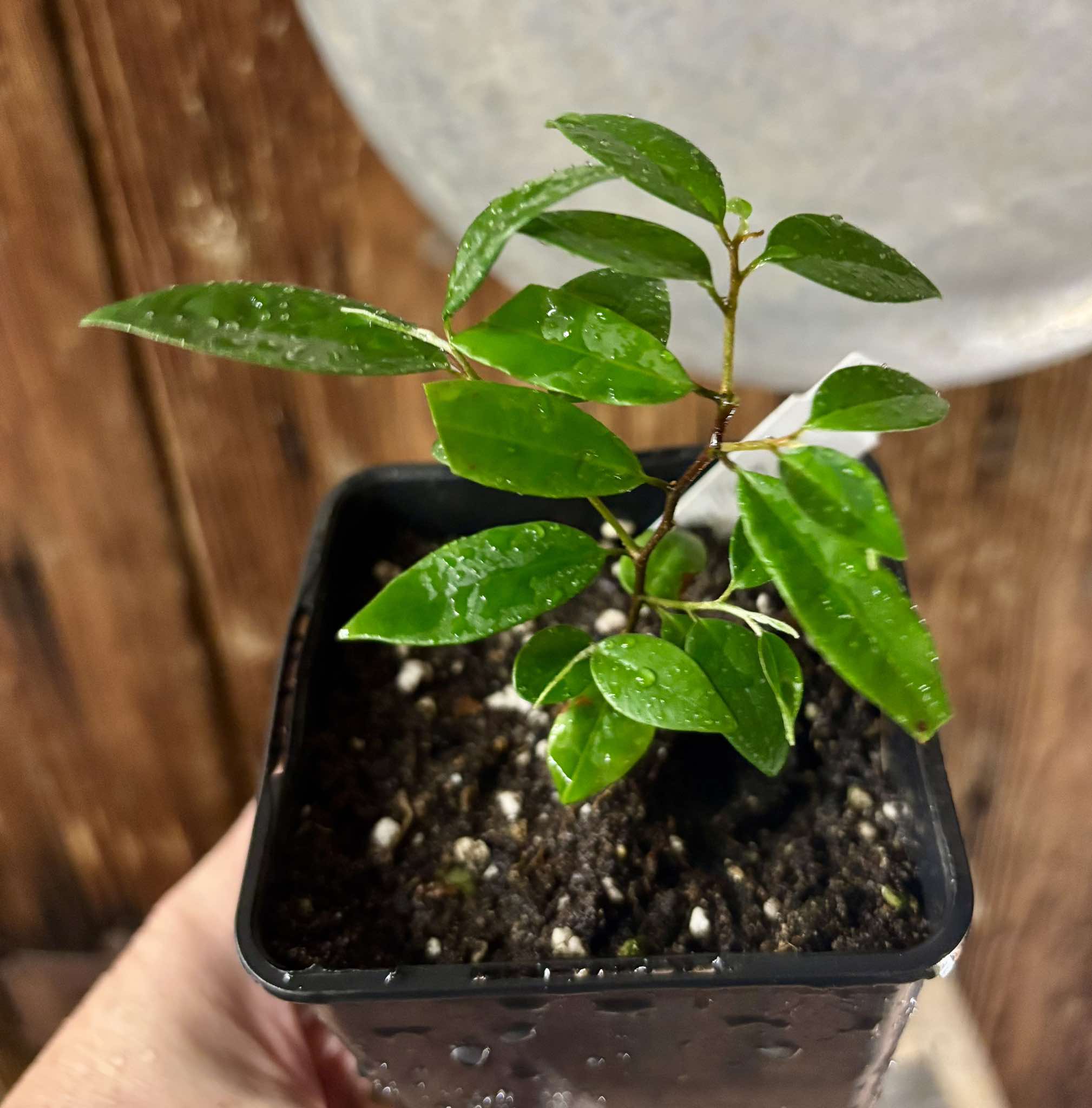 Chrysophyllum arenarium - Ameixa do Nordeste - 1 potted plant / 1 getopfte Pflanze