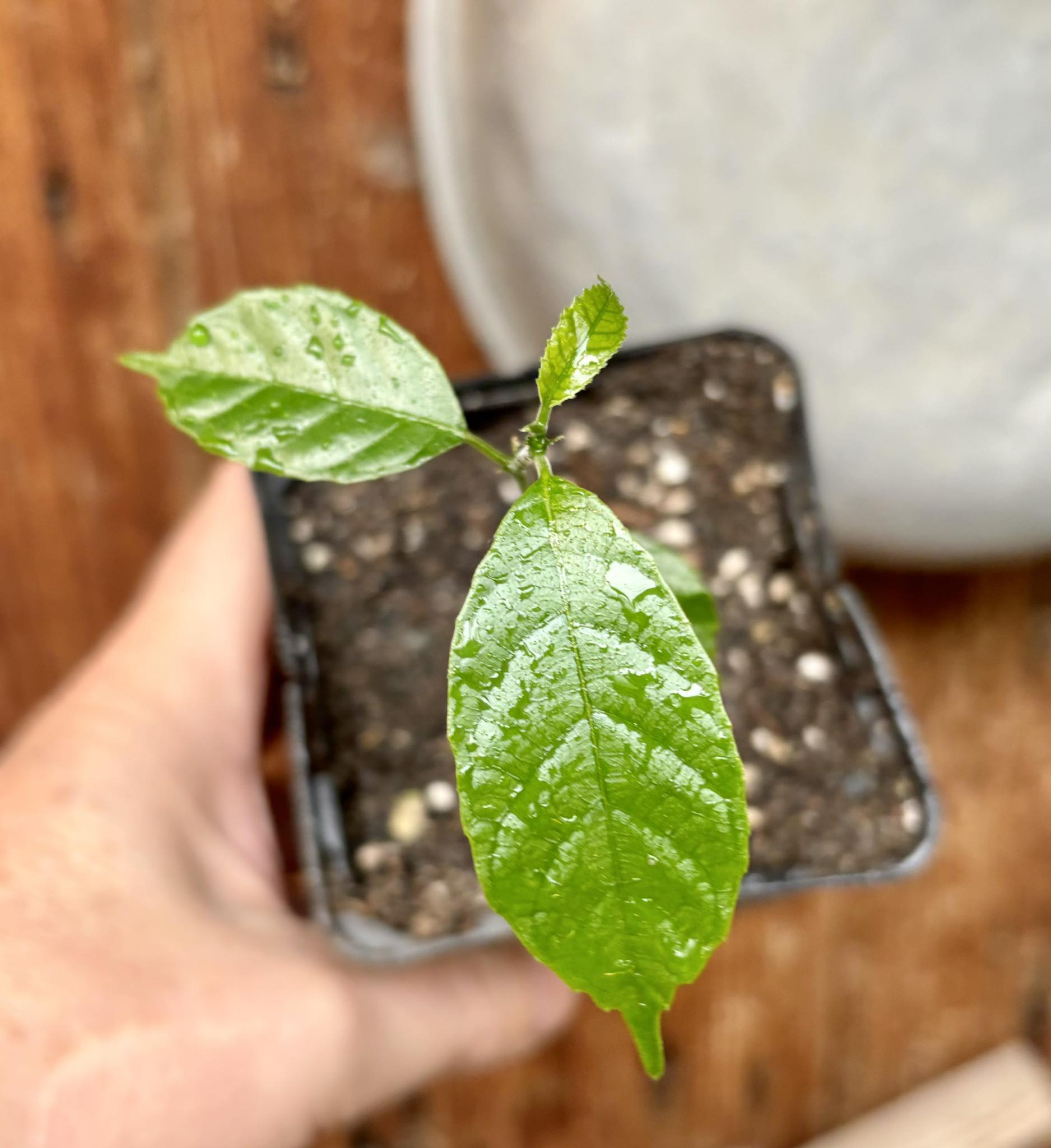 Artocarpus lacucha - Lakoocha  -  1 potted plant / 1 getopfte Pflanze