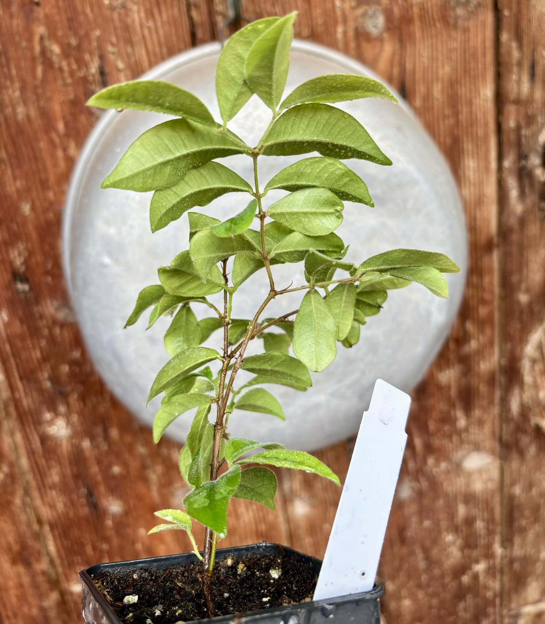 Eugenia joenssonii  - 1 potted plant / 1 getopfte Pflanze