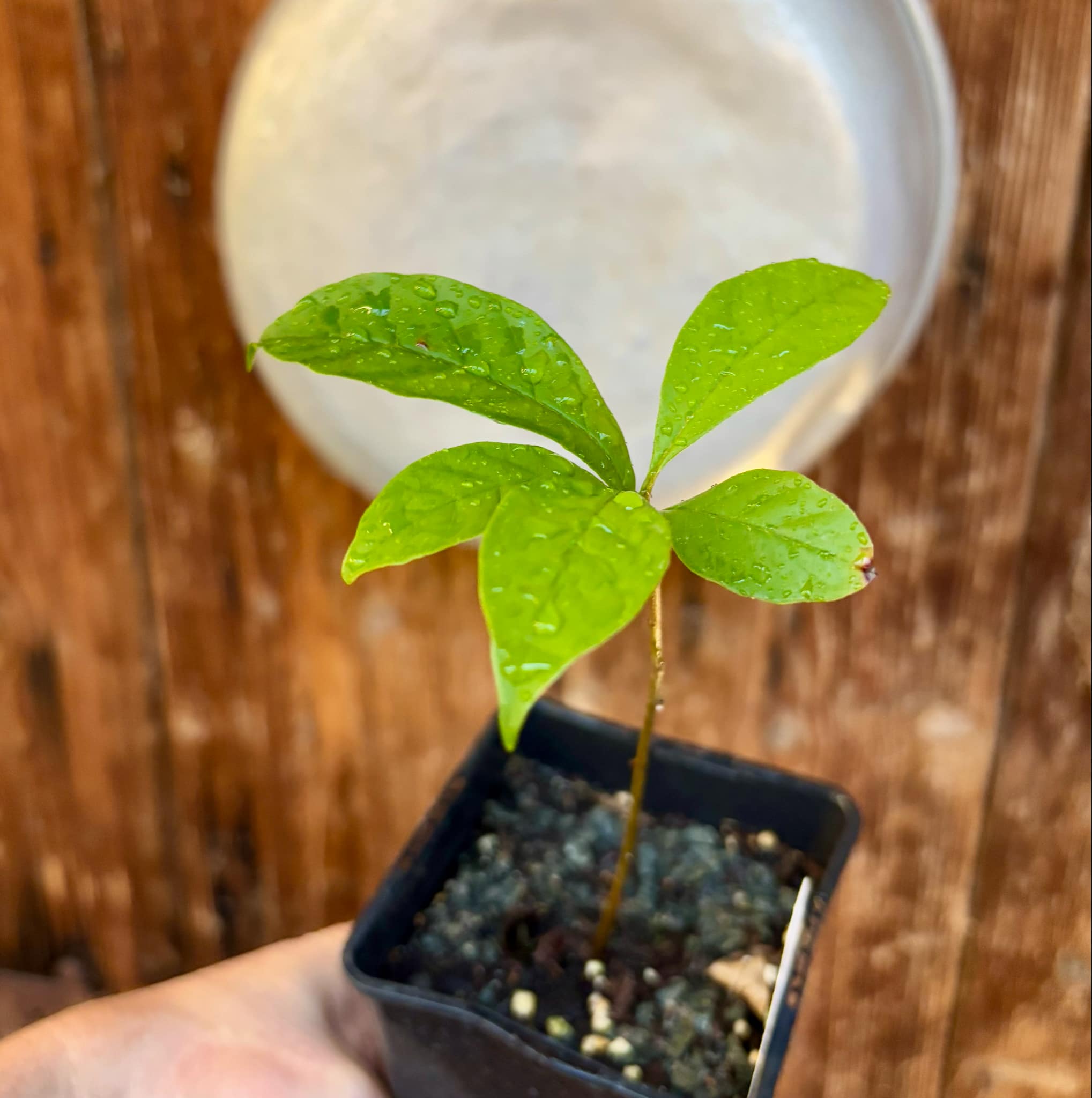 Marmixa (Pradosia lactescens) 1 potted plant / 1 getopfte Pflanze 