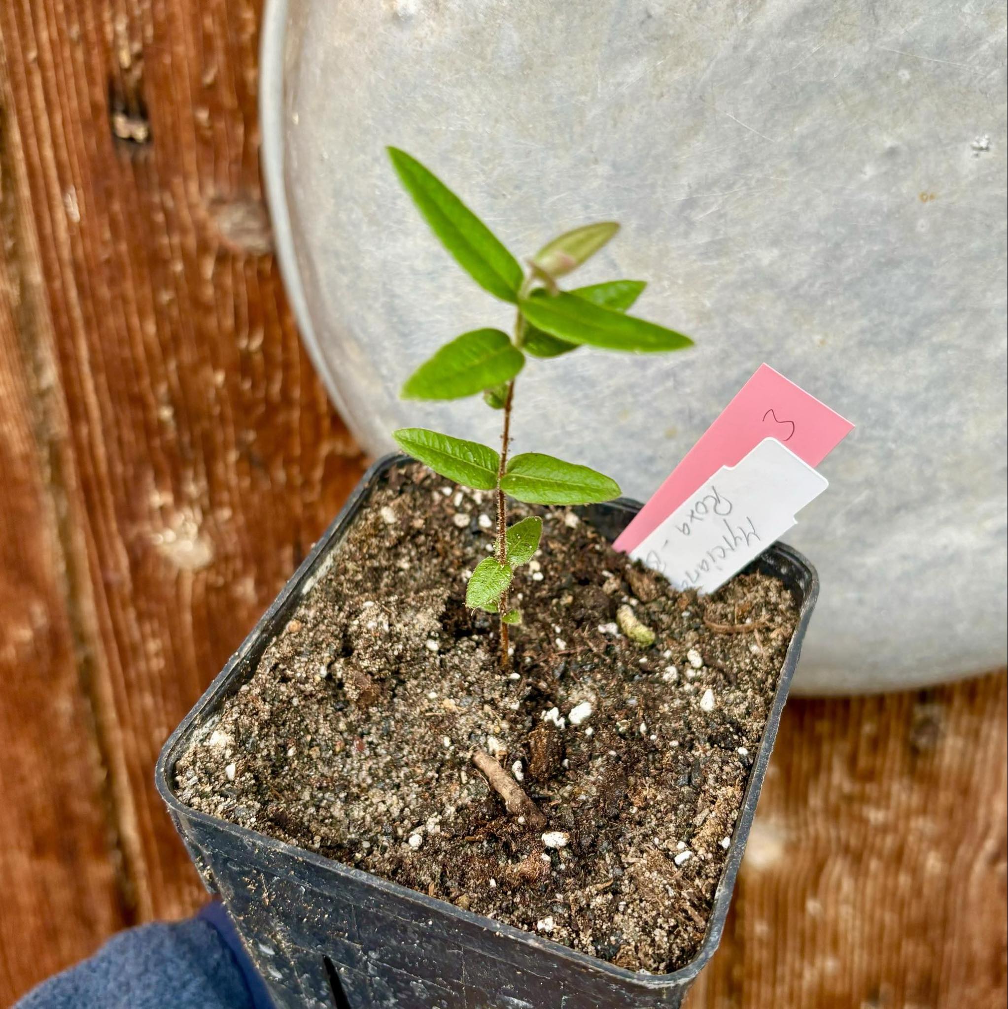 Myrciaria caerulescens Nr. 3 - Roxa - Blue Guaquiea -  1 potted plant  / 1 getopfte Pflanze