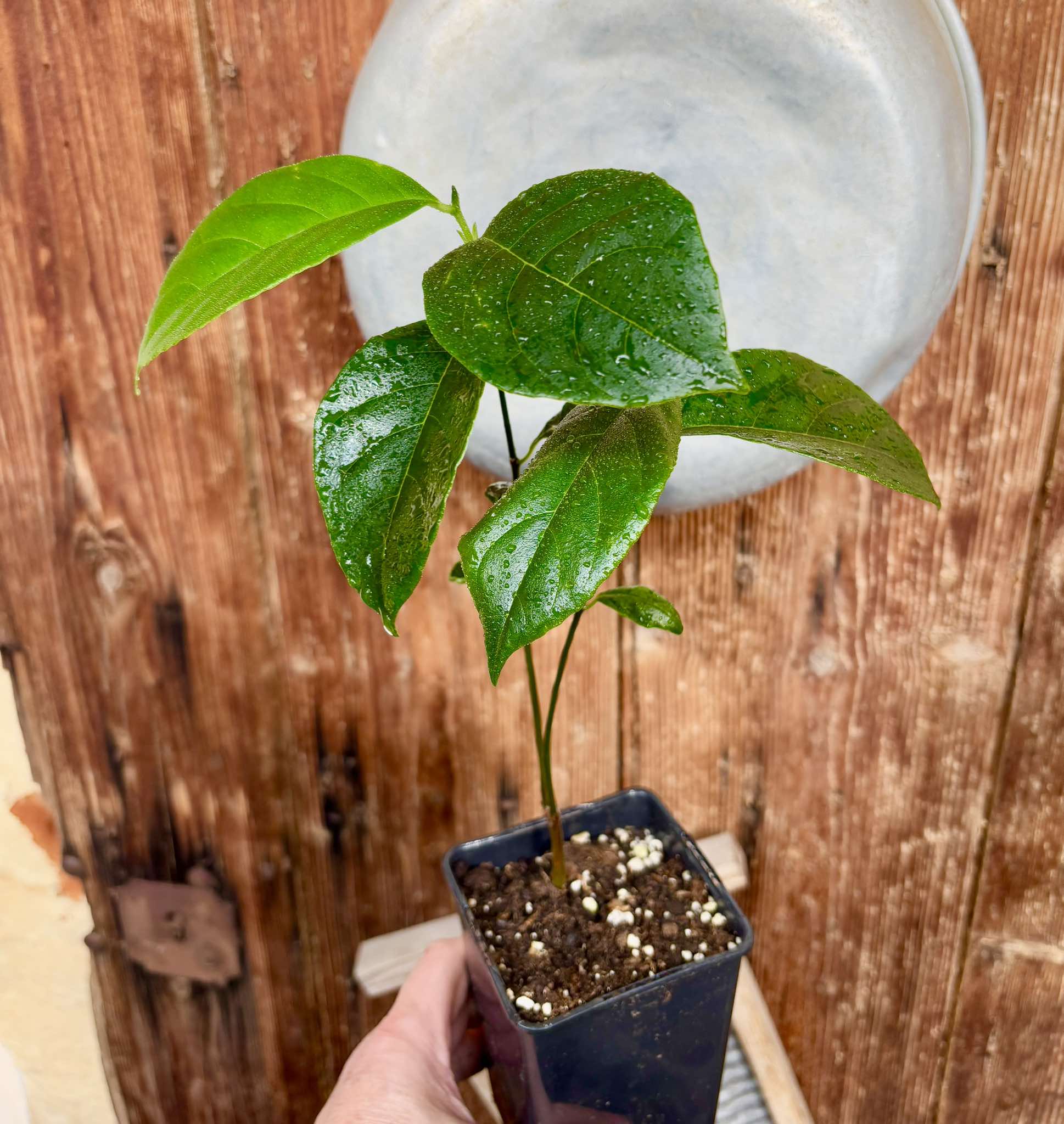 Jackfruit (Artocarpus heterophyllus) 1 potted plant / 1 getopfte Pflanze