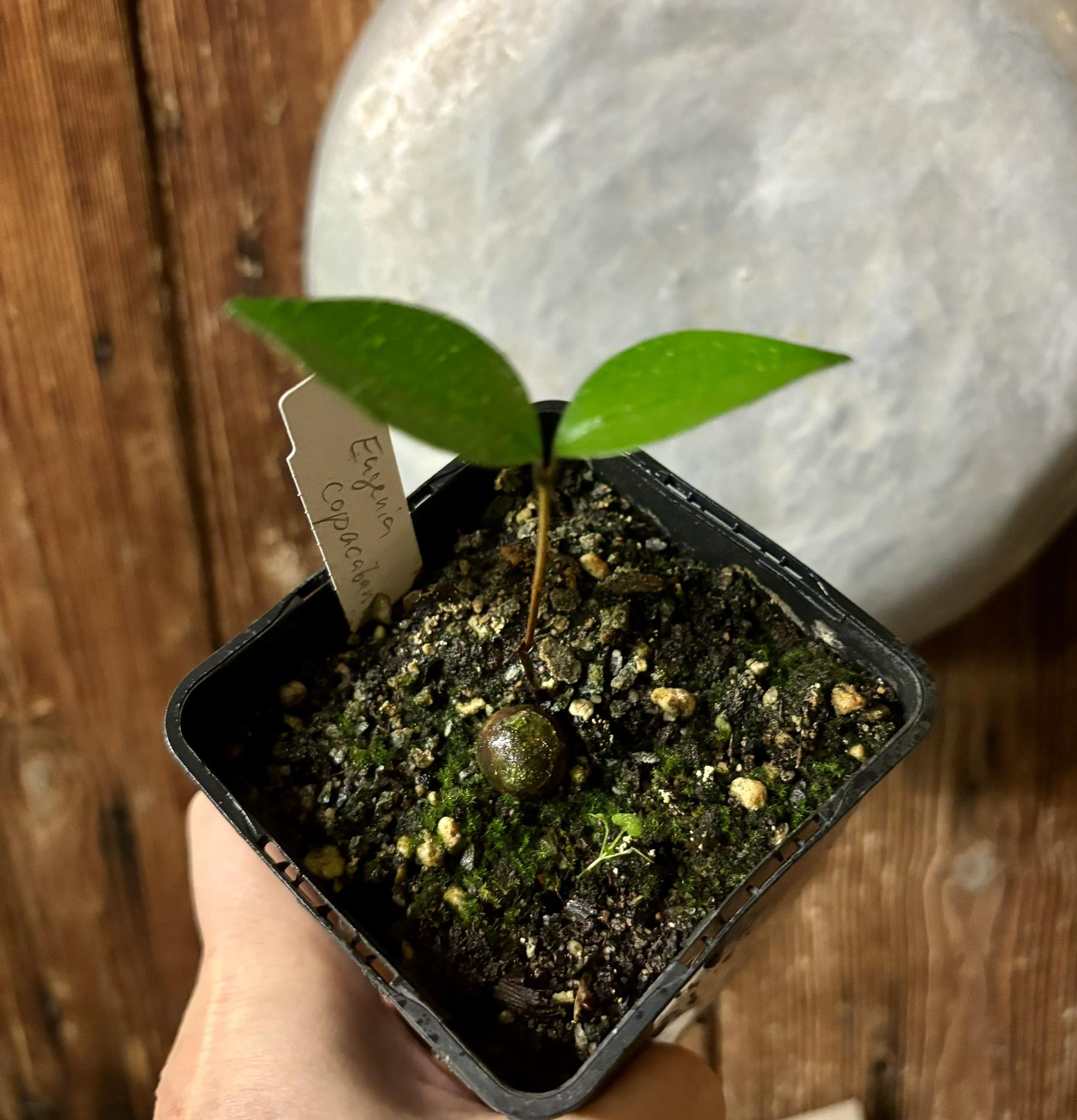 Eugenia copacabanensis -  1 potted seedling / 1 getopfter Sämling