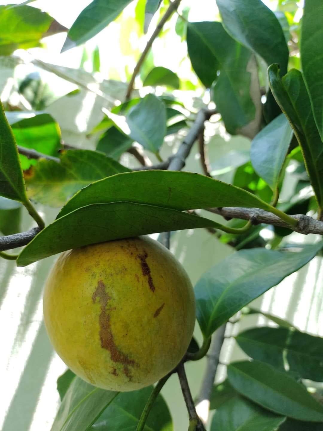 Gogo (Salacia elliptica var. Mexico) -  1 fresh seed / 1 frischer Samen