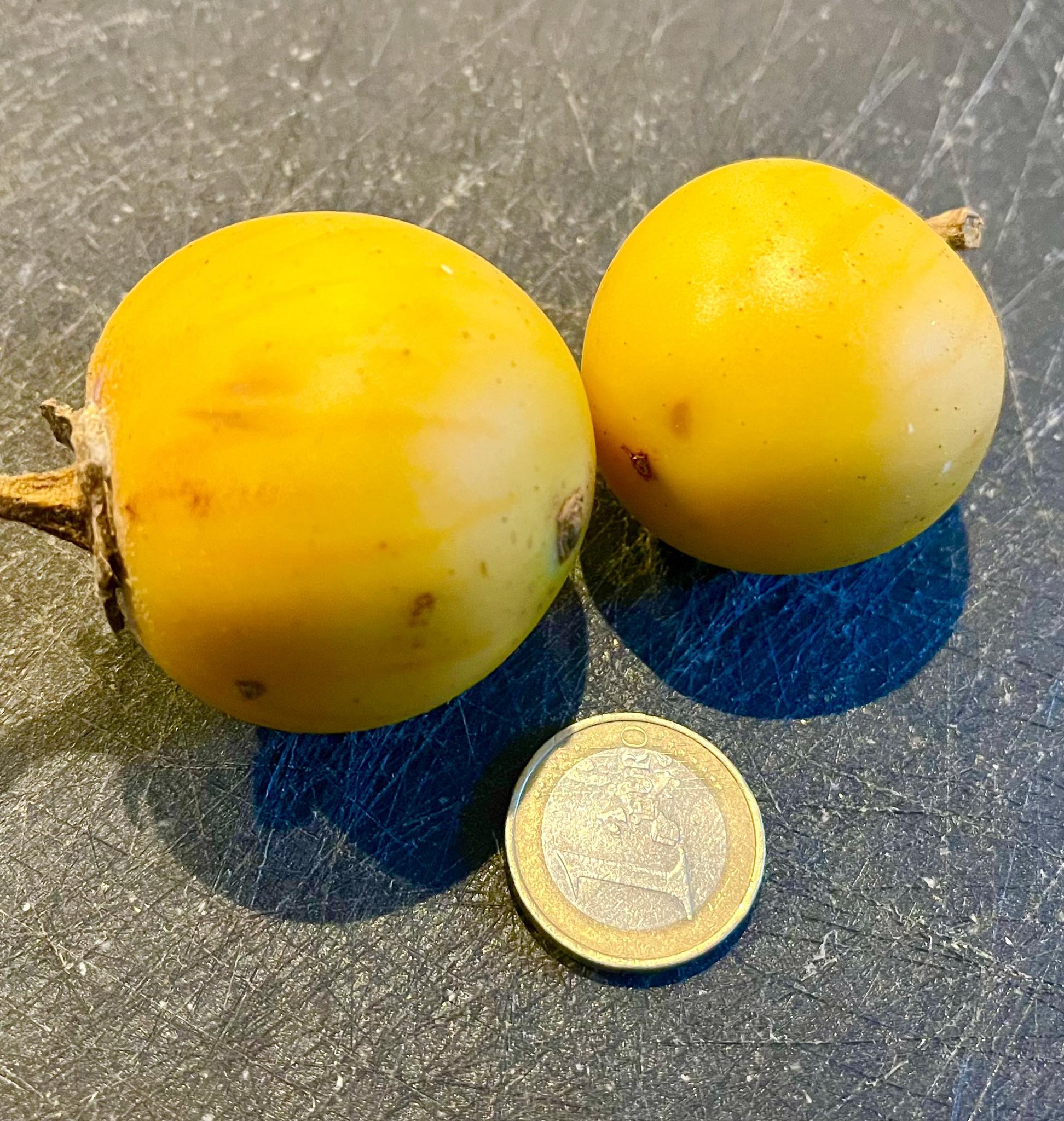 Juã-Açu - Solanum oocarpum - 5 fresh seeds / 5 frische Samen