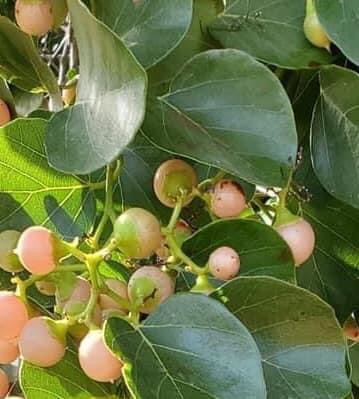 Clammy Cherry (Cordia dichotoma) - 1 fresh seed / 1 frischer Samen