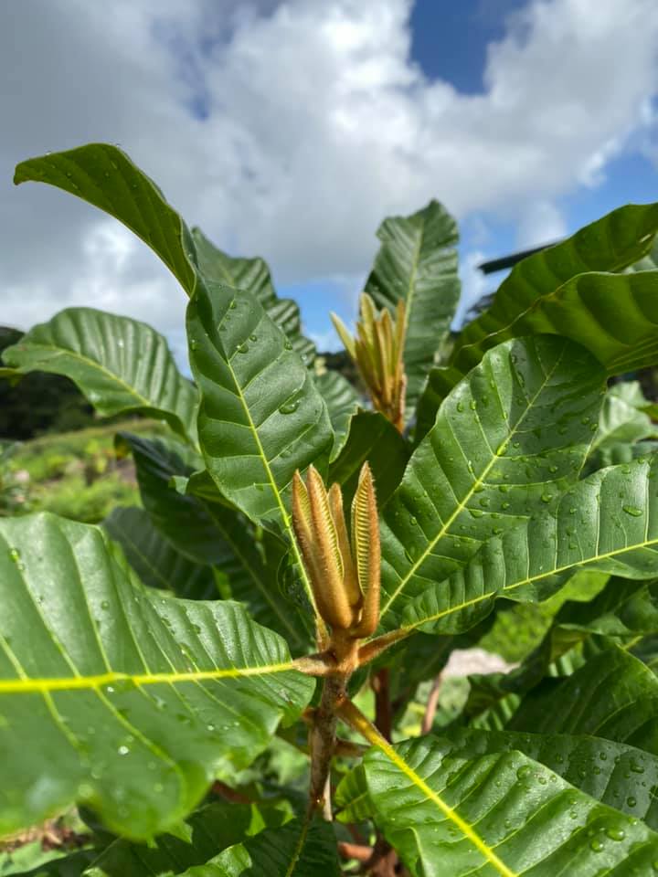 Pouteria torta subsp. gallifructa - Abiu Pilosa - 1 germinated seed / 1 gekeimter Samen