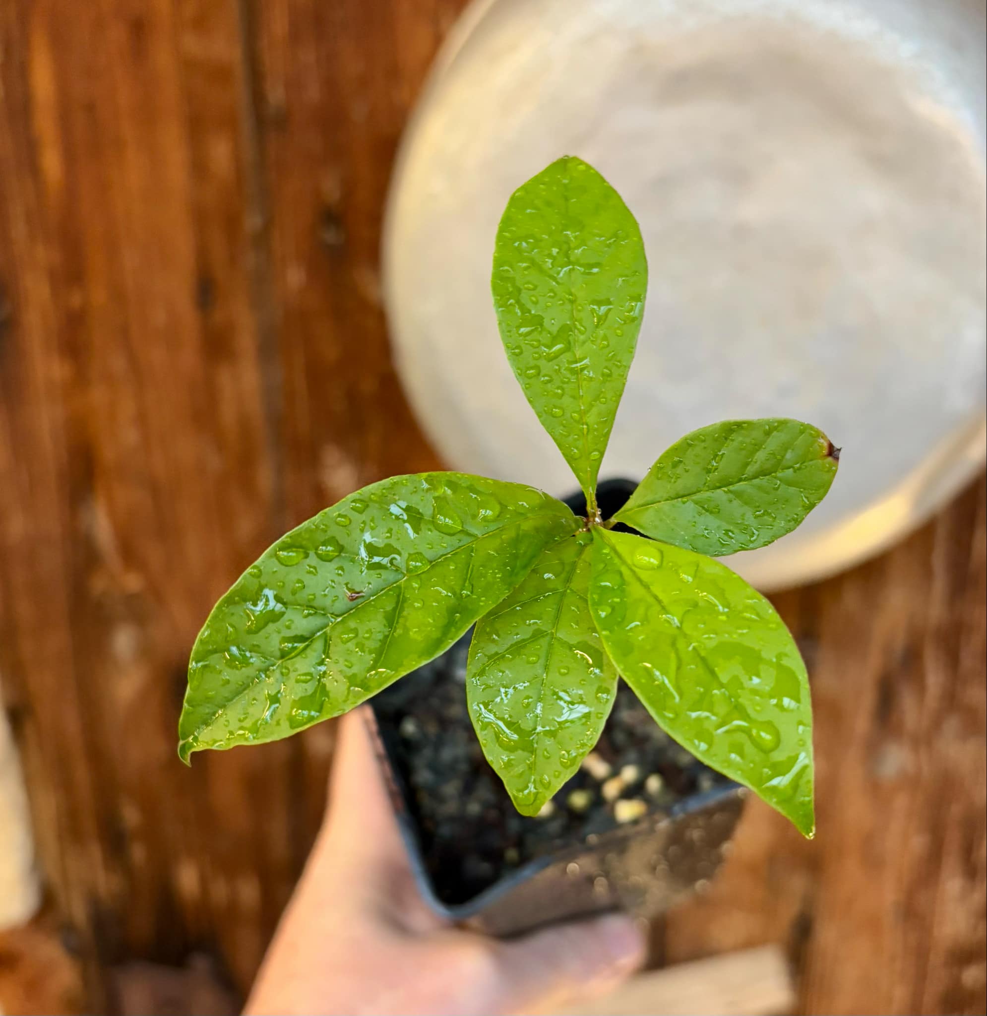 Marmixa (Pradosia lactescens) 1 potted plant / 1 getopfte Pflanze 