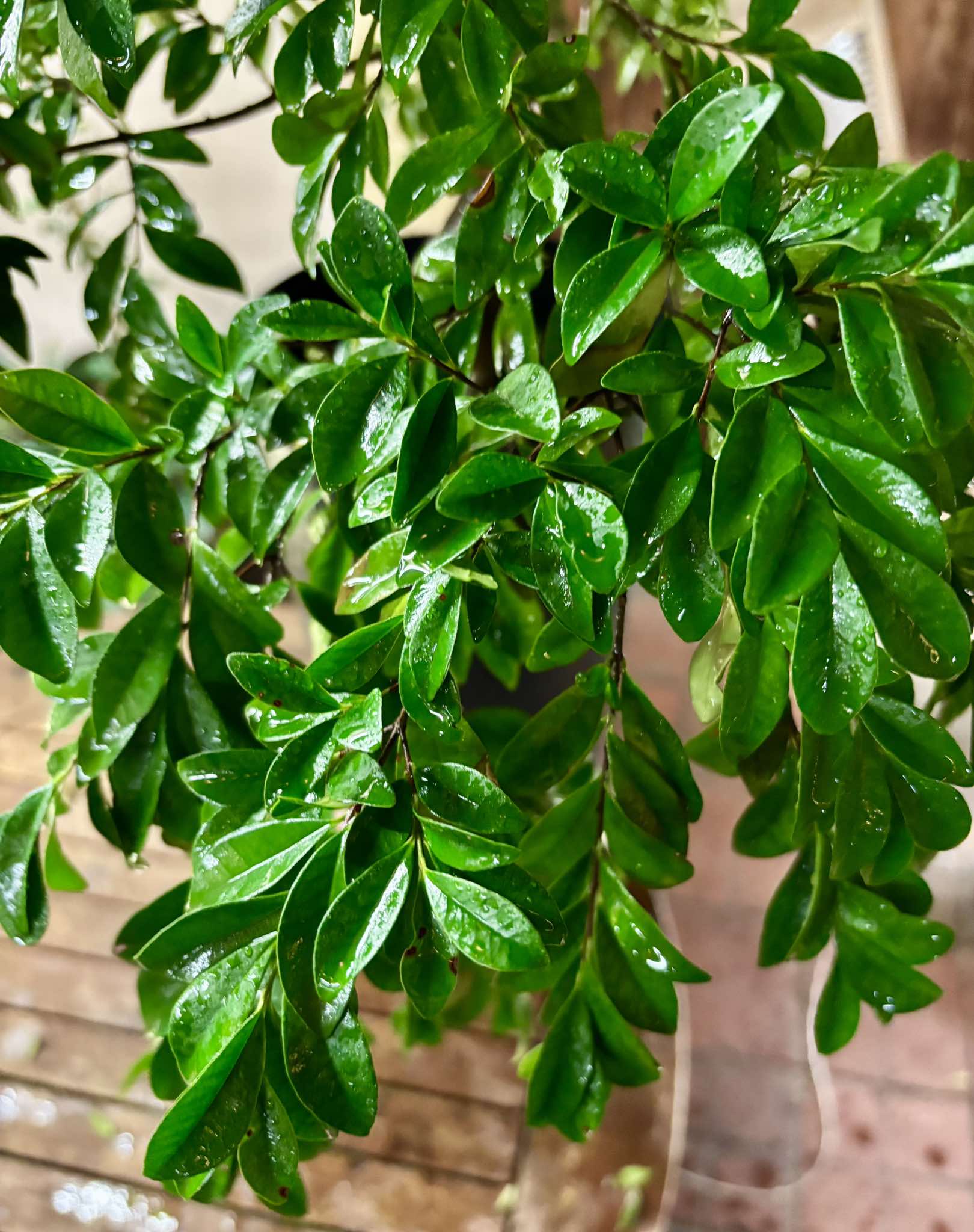 Cherry of Anestor (Eugenia involucrata var minutifolia) - 1 potted plant / 1 getopfte Pflanze