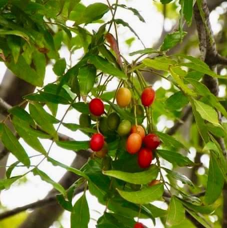 Kaffir Plum (Harpephyllum caffrum) - 1 fresh seed / 1 frischer Samen