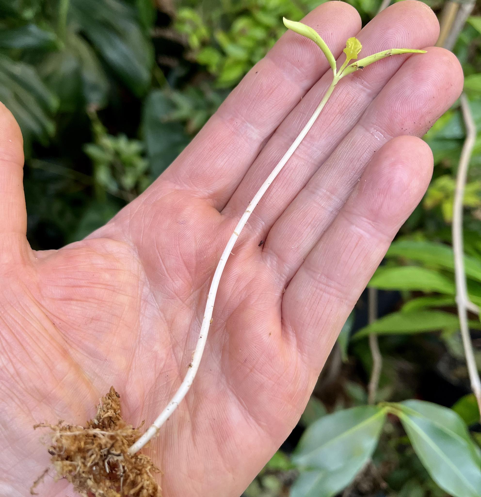 Spondias mombin - 1 germinated seed / 1 gekeimter Samen