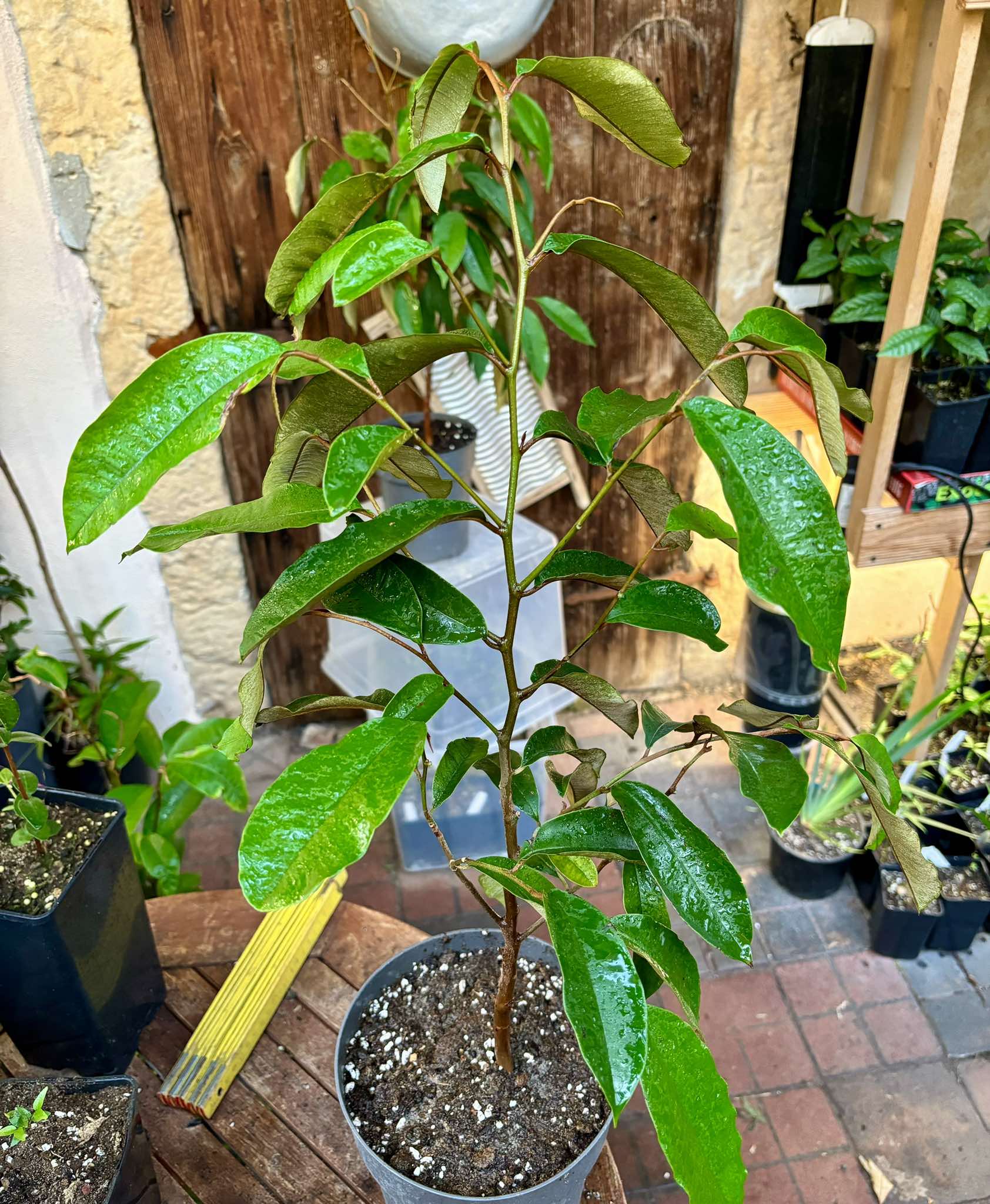 Star Apple Nr. 1 - Chrysophyllum cainito - 1 potted plant / 1 getopfte Pflanze