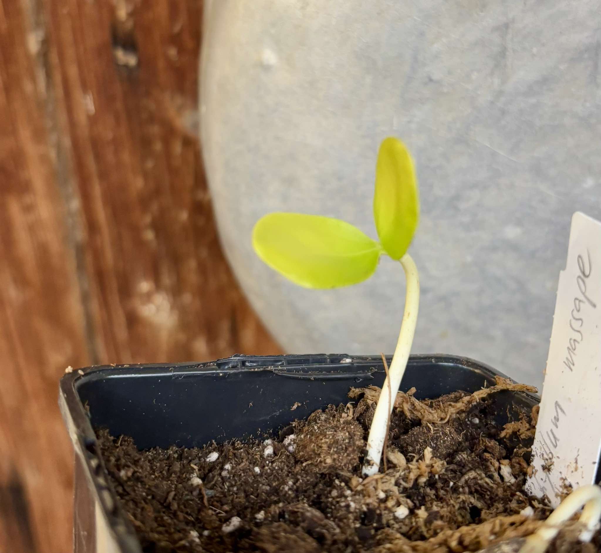 Chrysophyllum sp Massape  -  1 small potted seedling / 1 kleiner, getopfter Sämling