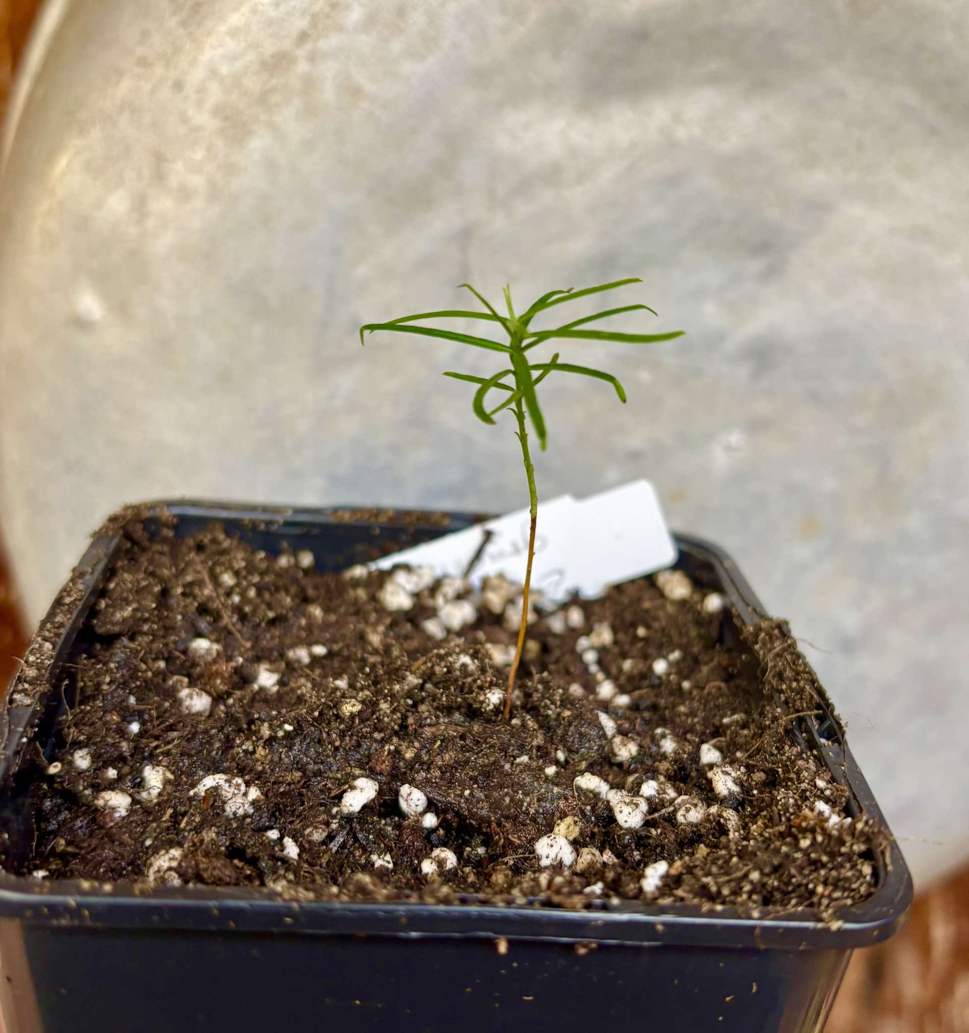 Fruto da Murta (Eugenia gracillima) - 1 small potted seedling / 1 kleiner, getopfter Sämling