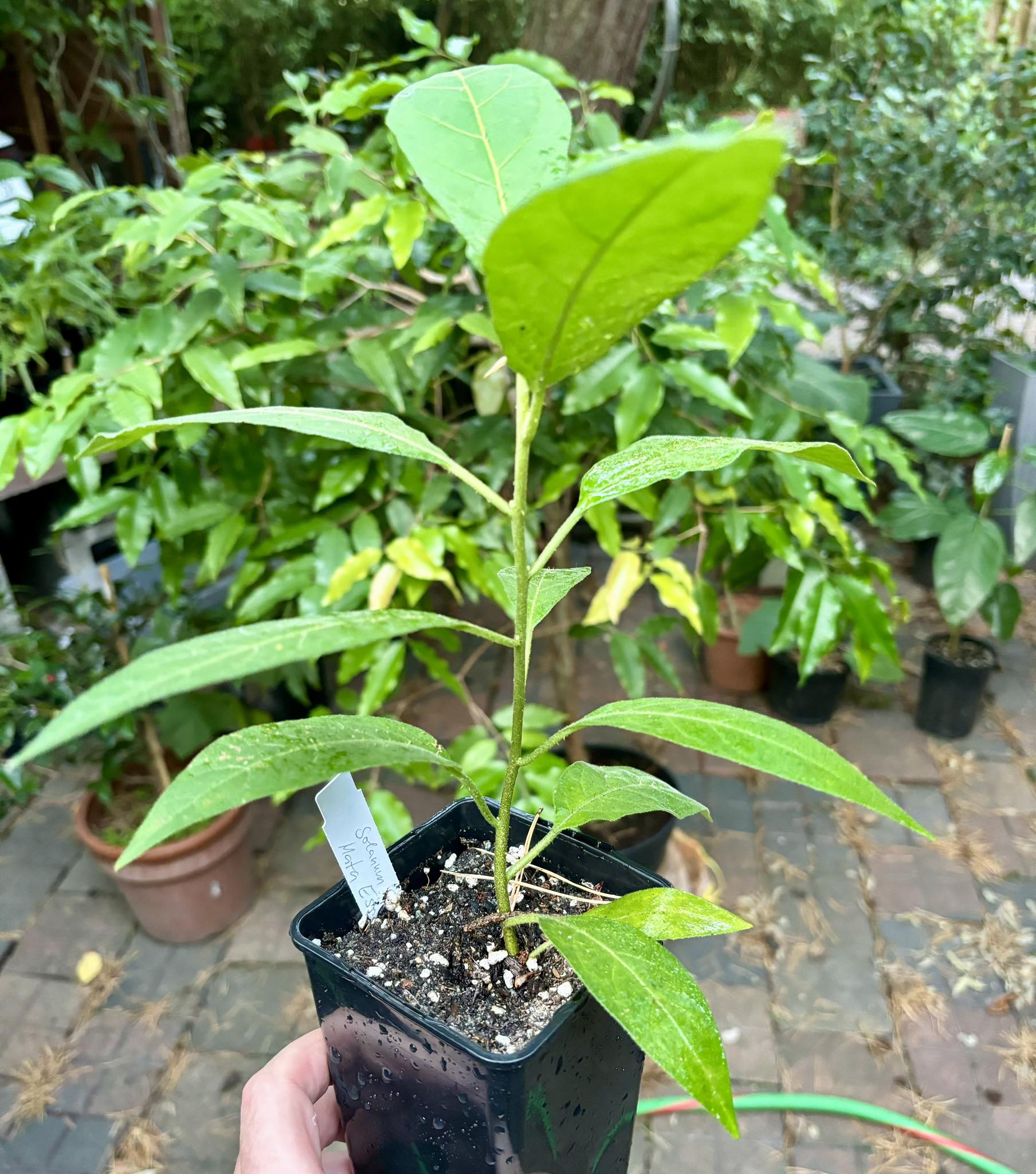 Solanum sp. Mata Escura - 1 potted plant / 1 getopfte Pflanze