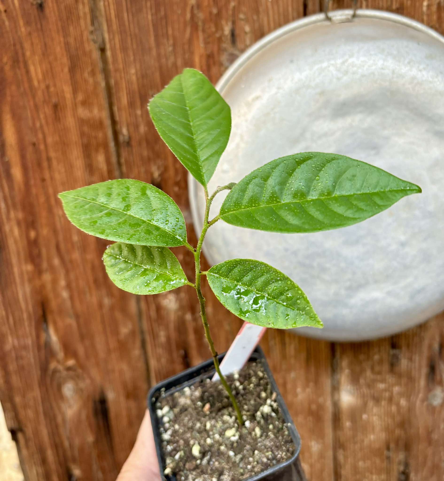 Annona mucosa - Biriba / Rollinia- 1 small potted plant / 1 kleine, getopfte Pflanze