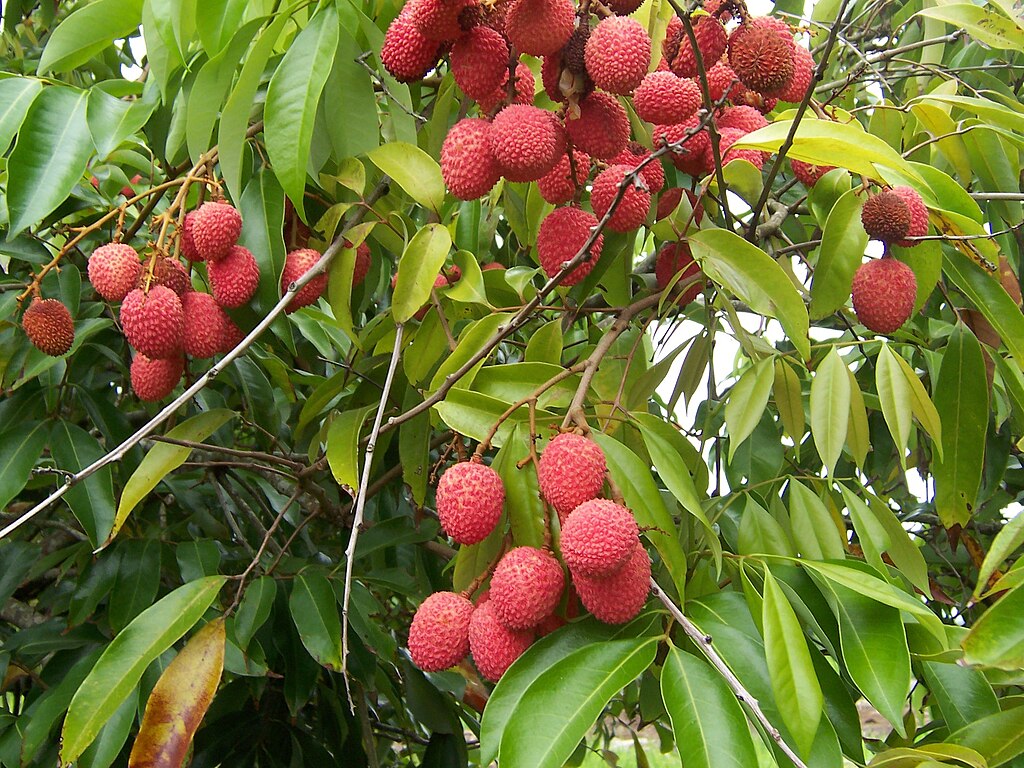 Litchi (Litchi chinensis) - 1 potted plant / 1 getopfte Pflanze