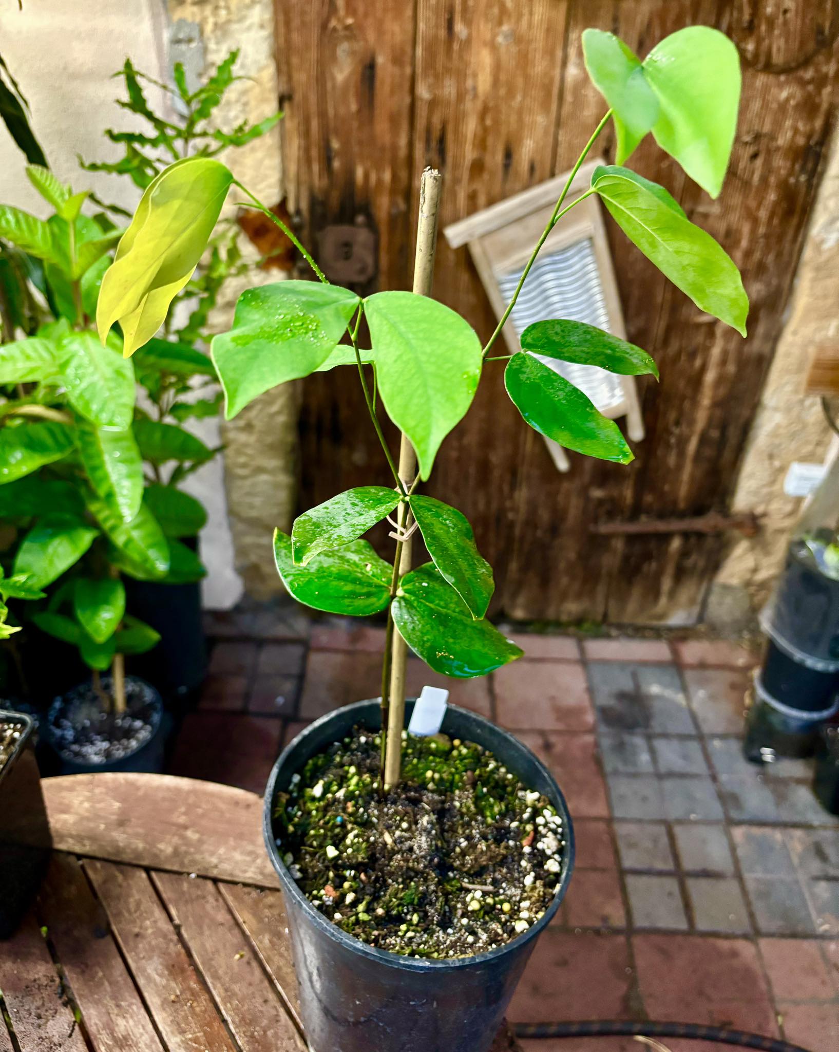 Jatoba (Hymenaea courbaril) - 1 potted plant / 1 getopfte Pflanze