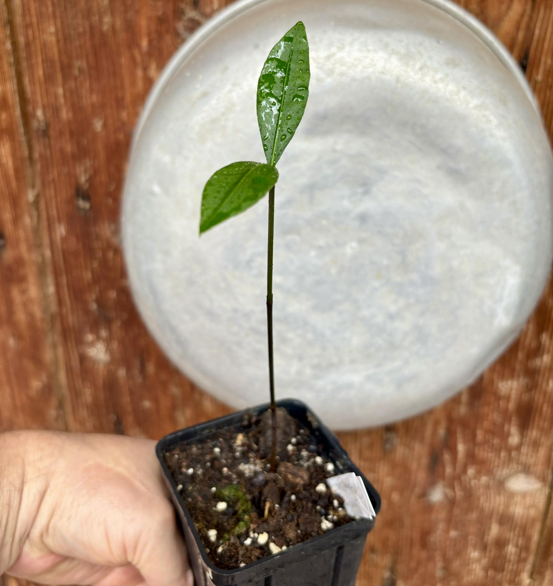 Garcinia sp Amazonas Nova - 1 potted seedling / 1 getopfter Sämling 