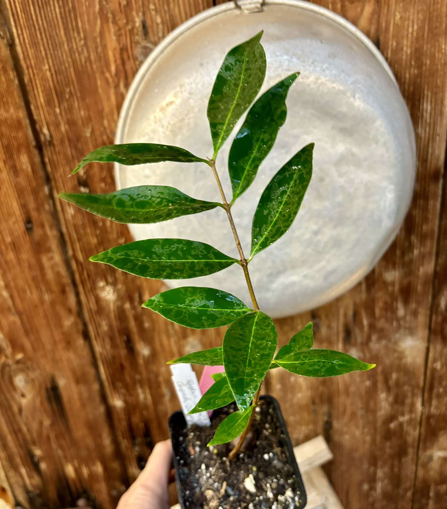 Eugenia sp Chapada Diamantina - 1 potted plant / 1 getopfte Pflanze