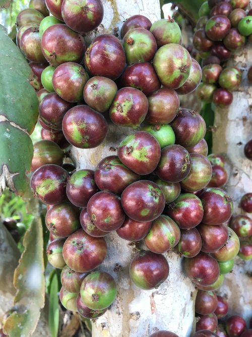 Jaboticaba Peluda de Cruz - Plinia spiritosantensis - 1 potted plant/ 1 getopfte Pflanze