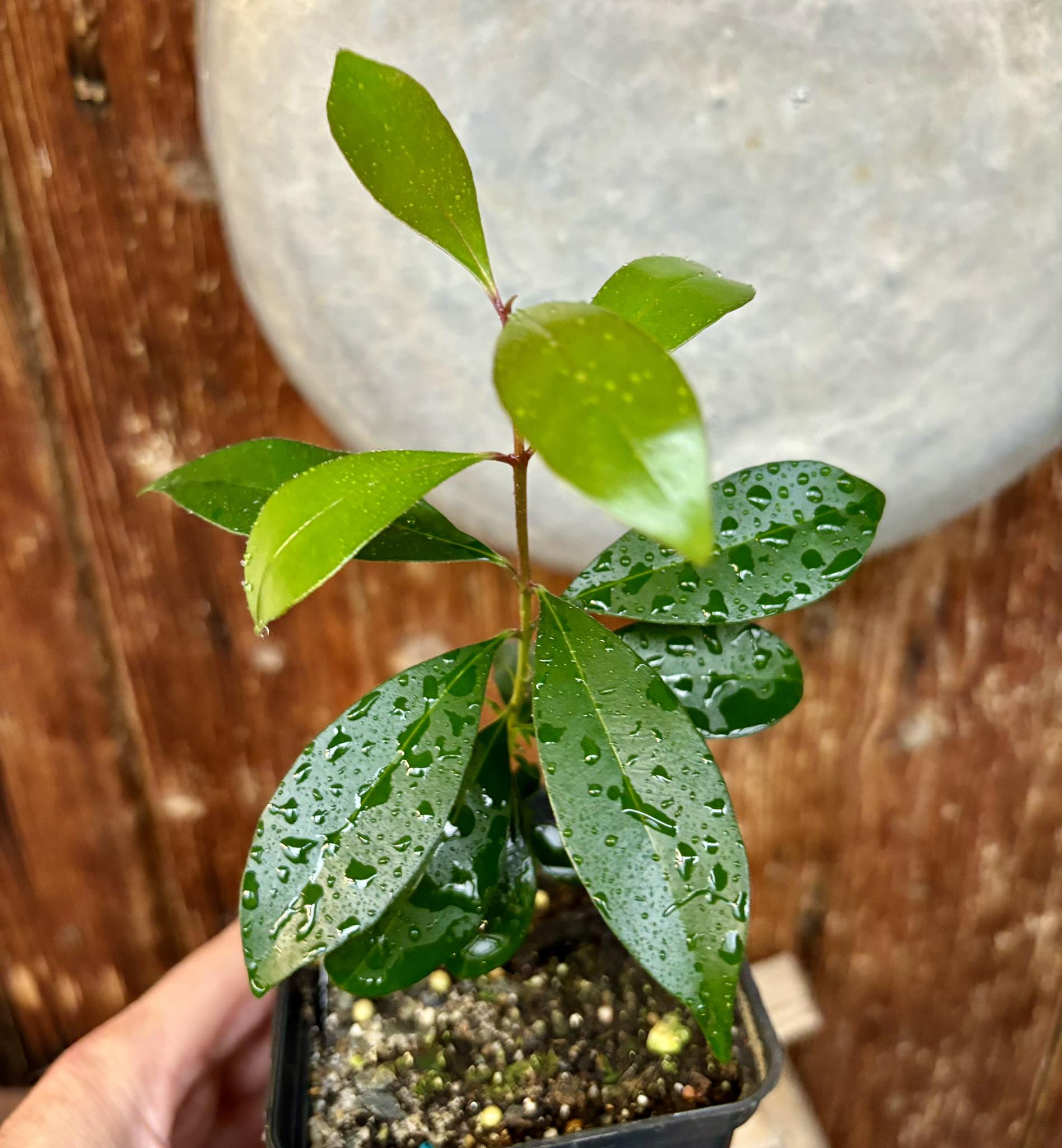 Syzygium oleosum - Blue Lilly Pilly - 1 potted plant / 1 getopfte Pflanze