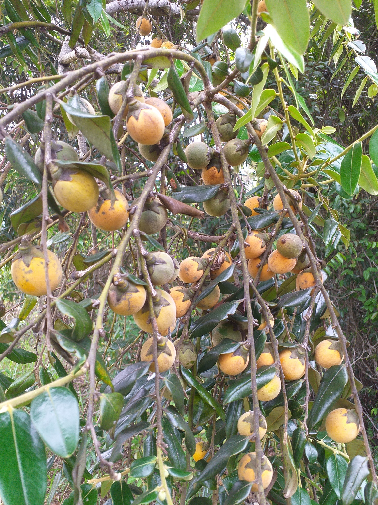 Diospyros sericea - Caquizinho da Mata - 1 potted plant / 1 getopfte Pflanze