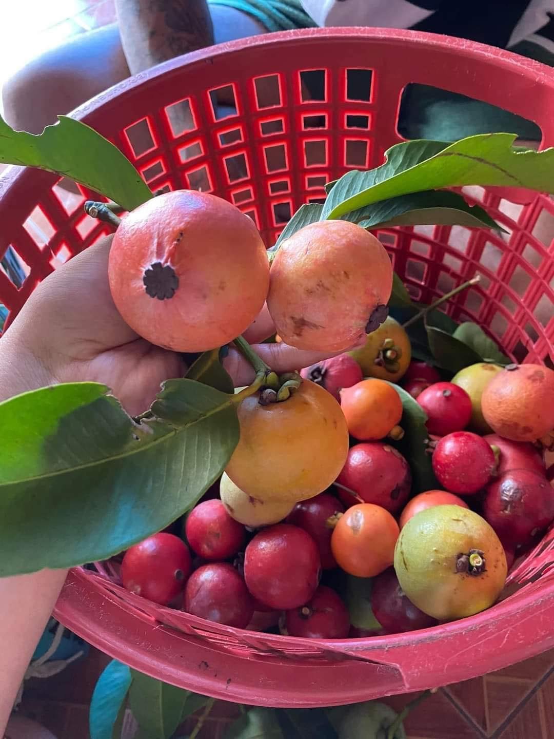 Garcinia celebica - Wild Mangosteen   1 fresh seed / 1 frischer Samen