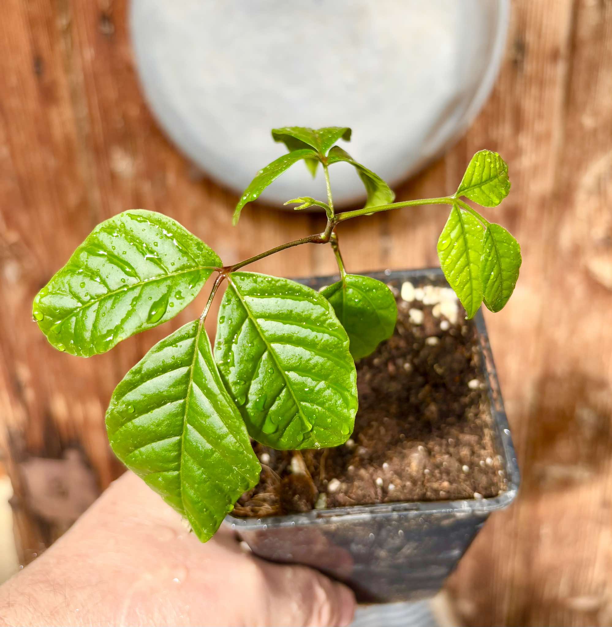 Santol (Sandoricum koetjape)  - 1 small potted seedling / 1 kleiner, getopfter Sämling