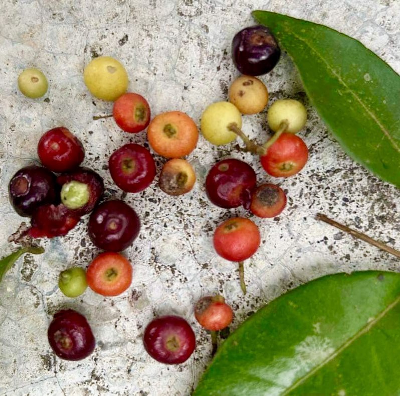 Myrcia chytraculia (Calyptranthes chytraculia) -  1 germinated seed / 1 gekeimter Samen