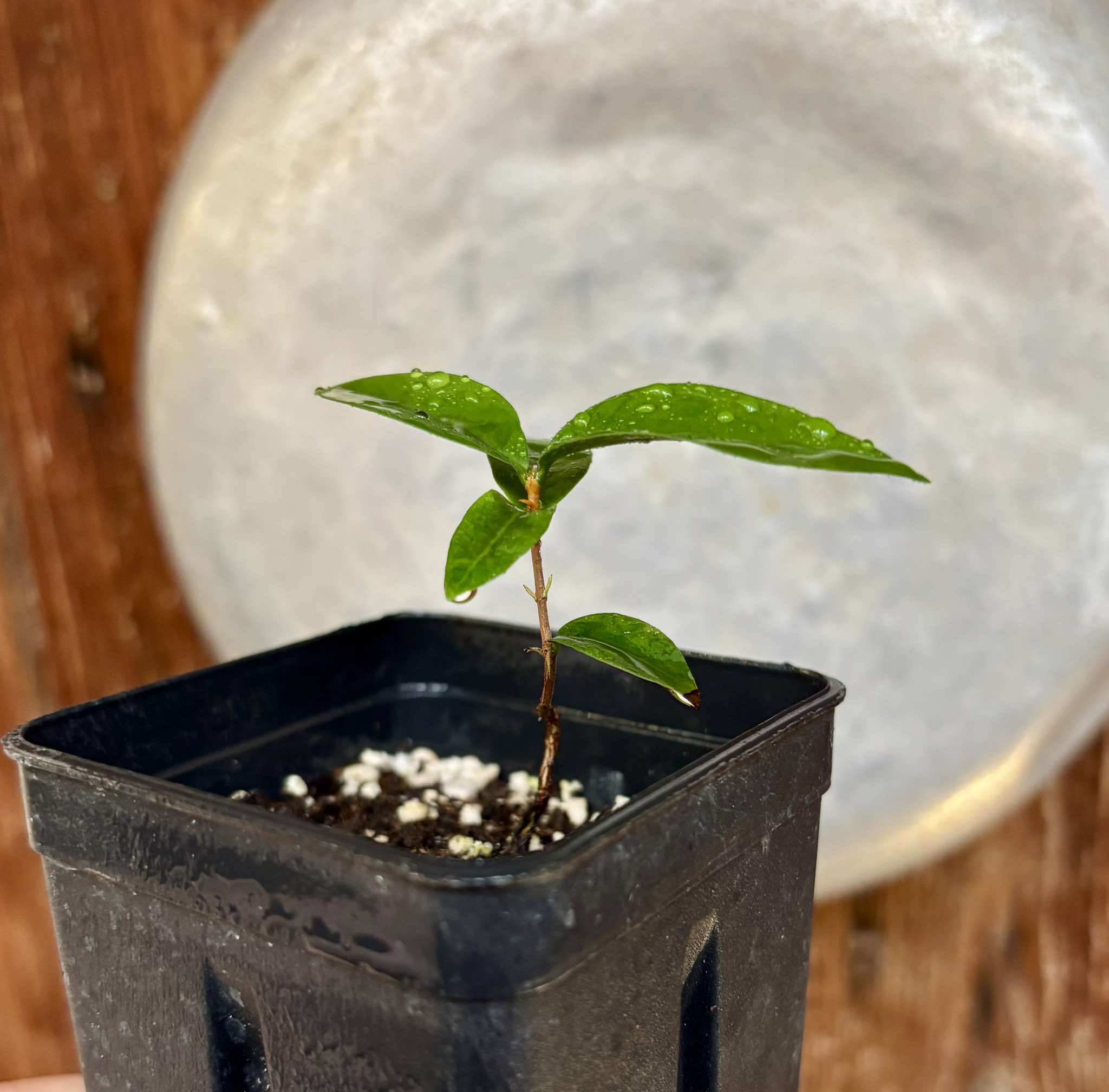 Eugenia neoverucosa - 1 small potted seedling / 1 kleiner, getopfter Sämling