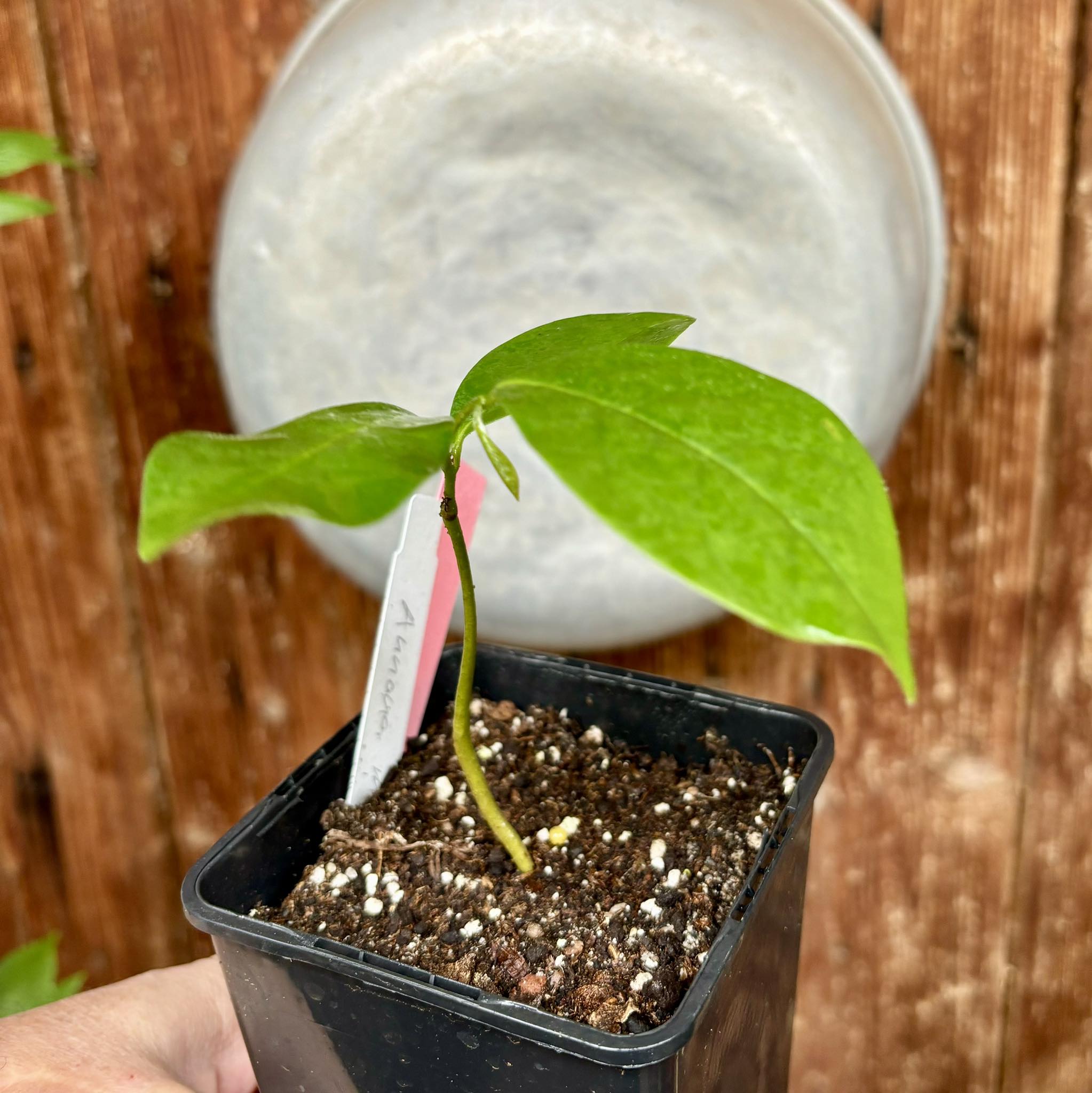 Annona montana - Mountain Soursop - 1 potted plant / 1 getopfte Pflanze