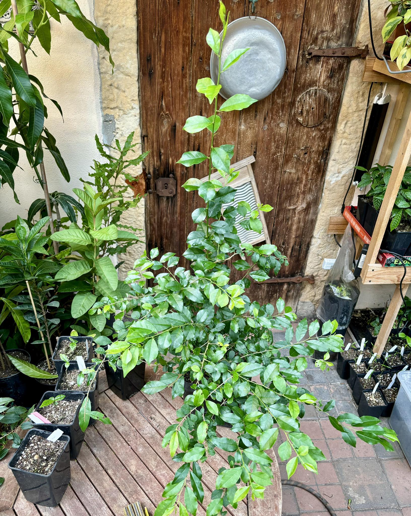 Yellow Che (Maclura cochinchinensis) - 1 potted plant / 1 getopfte Pflanze