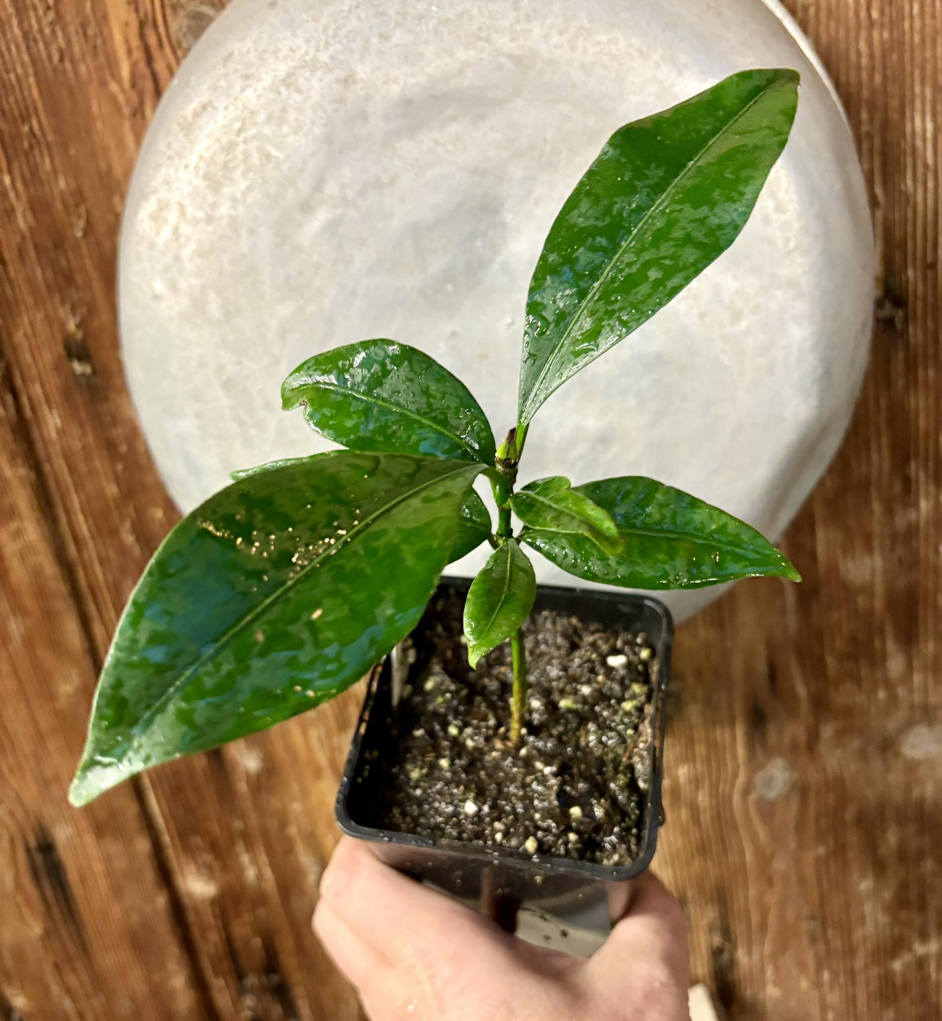 Garcinia acuminata  - 1 potted plant / 1 getopfte Pflanze