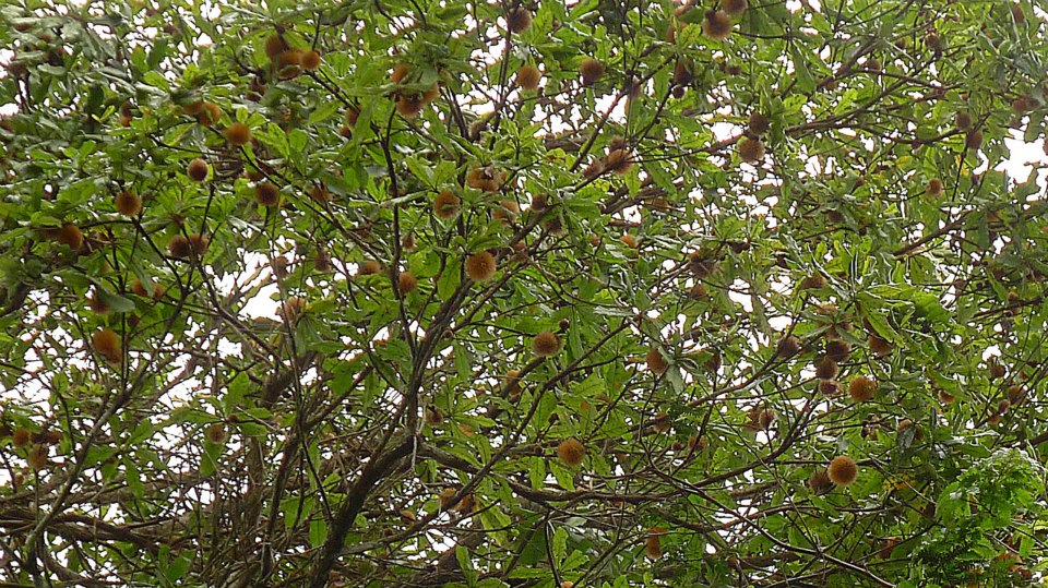 Pouteria torta subsp. gallifructa - Abiu Pilosa - 1 germinated seed / 1 gekeimter Samen