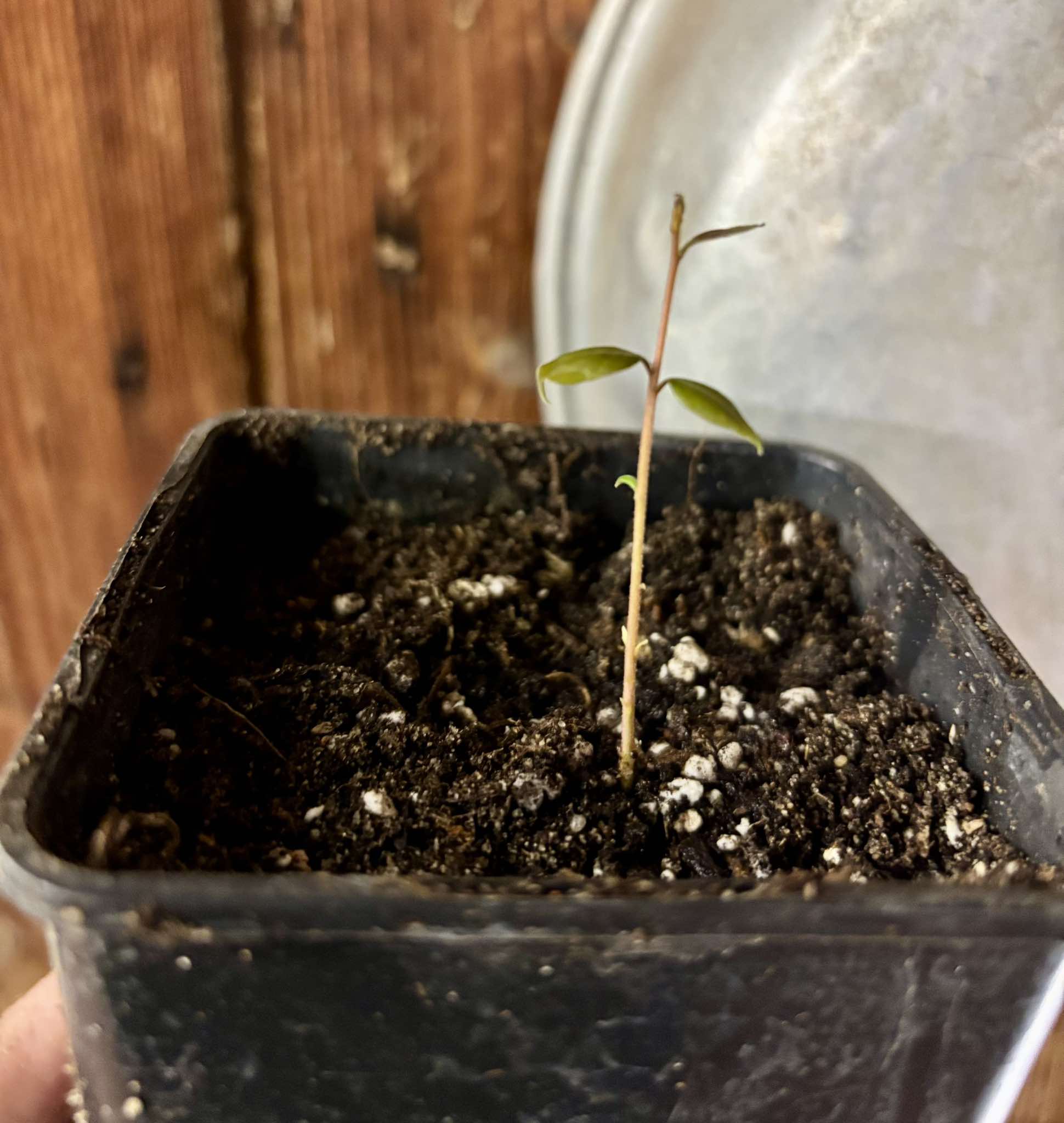 Eugenia beaurepairiana - 1 small potted seedling / 1 kleiner, getopfter Sämling