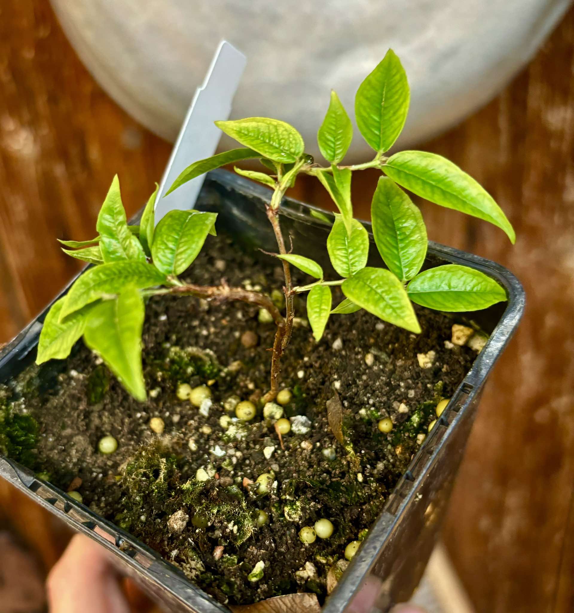 Jaboticaba Escarlate/Scarlet  -  1 potted plant / 1 getopfte Pflanze