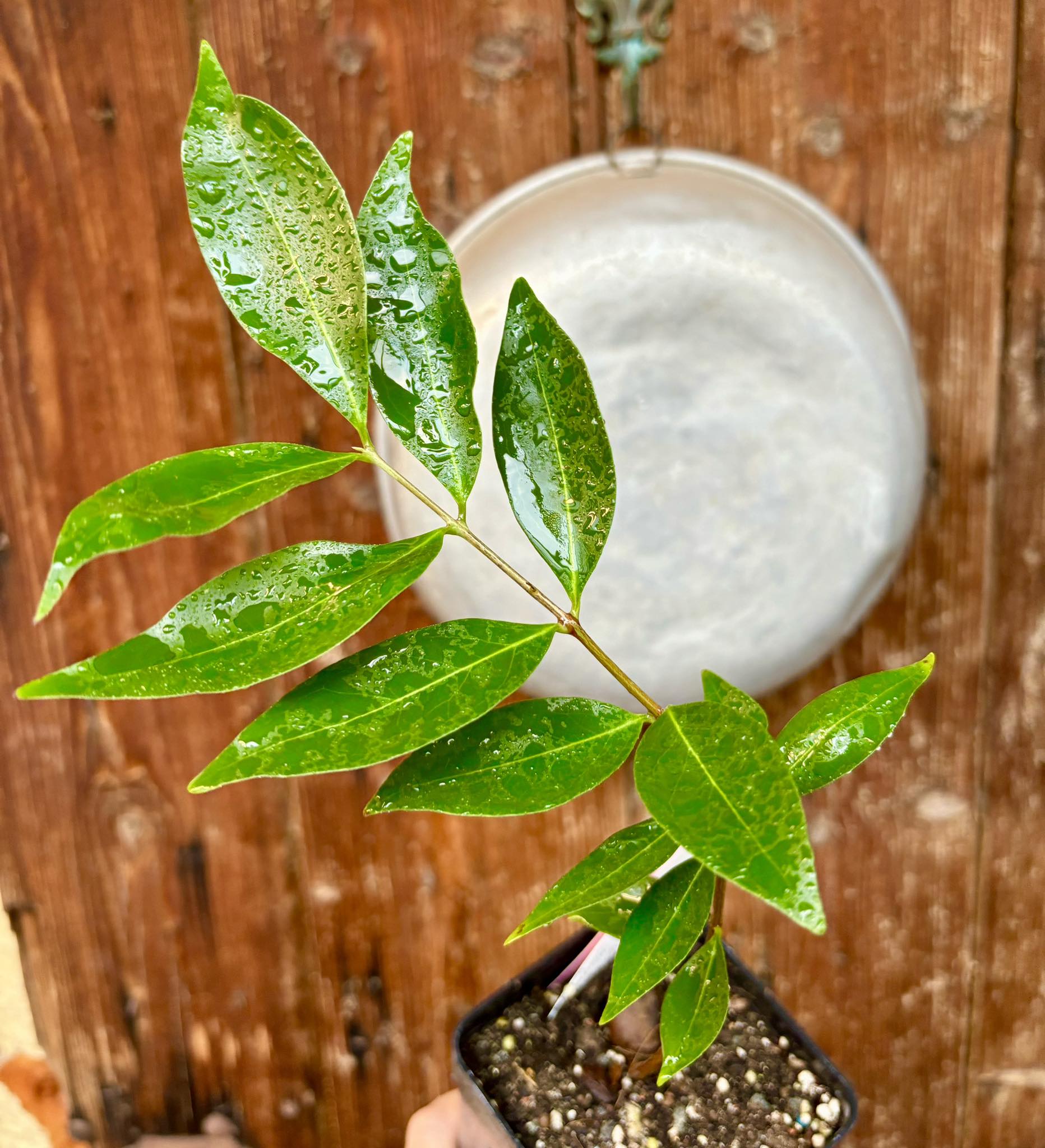 Eugenia sp Chapada Diamantina - 1 potted plant / 1 getopfte Pflanze