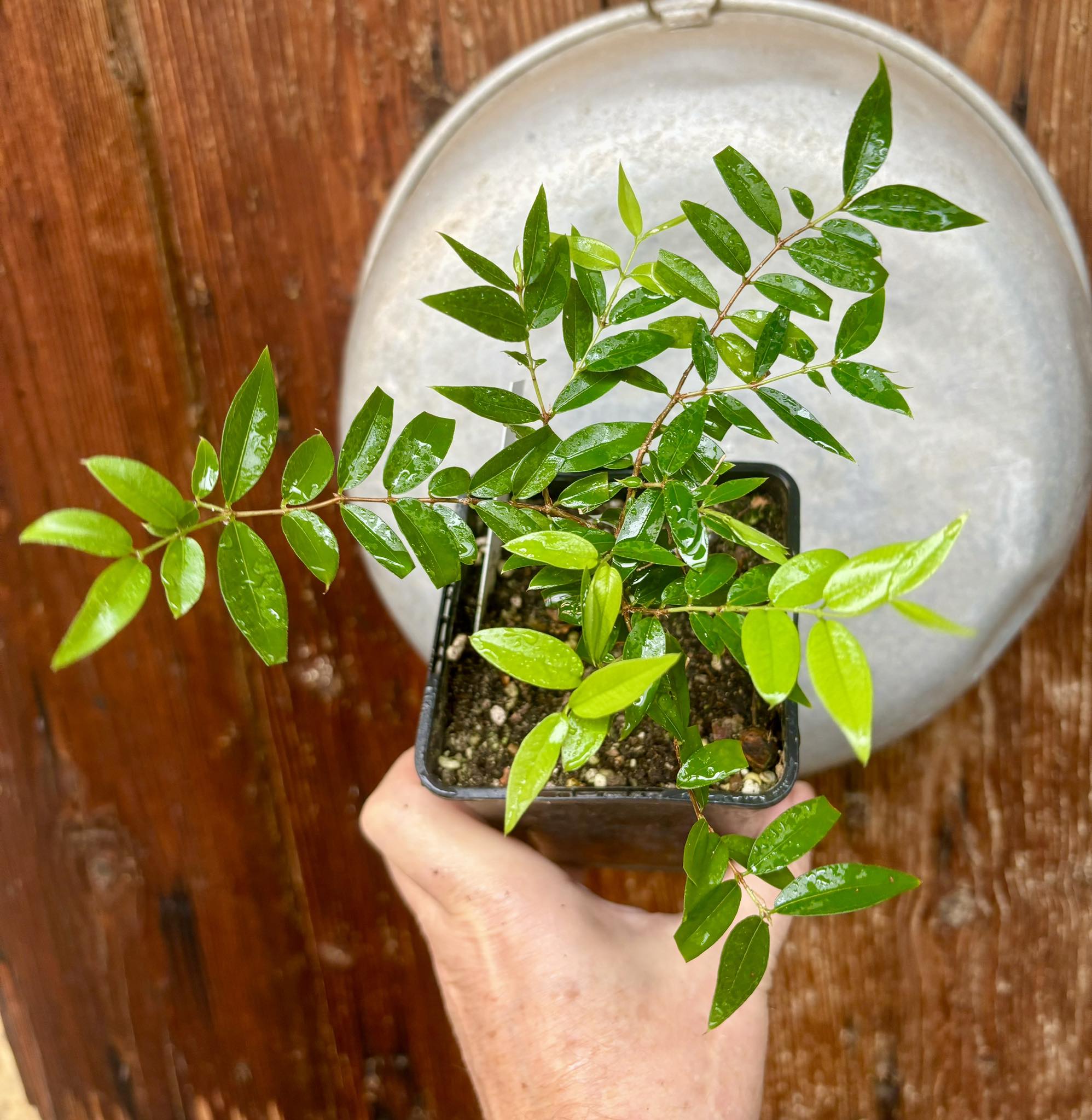 Plinia sp Cabo Verde Rajada Itamaraty - 1 potted plant / 1 getopfte Pflanze