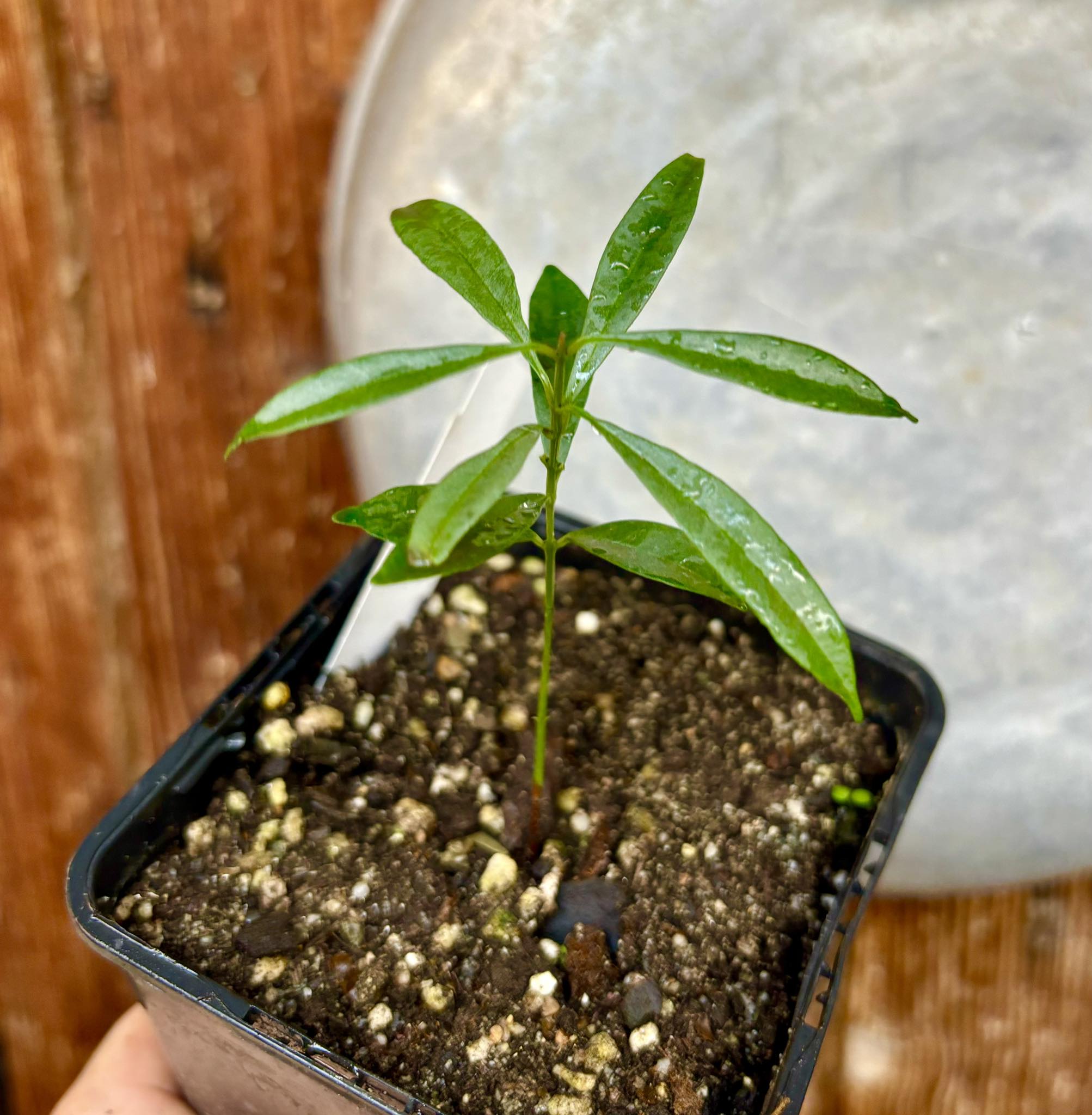 Syzygium cerasiforme - White Lilly Pilly - 1 potted plant / 1 getopfte Pflanze