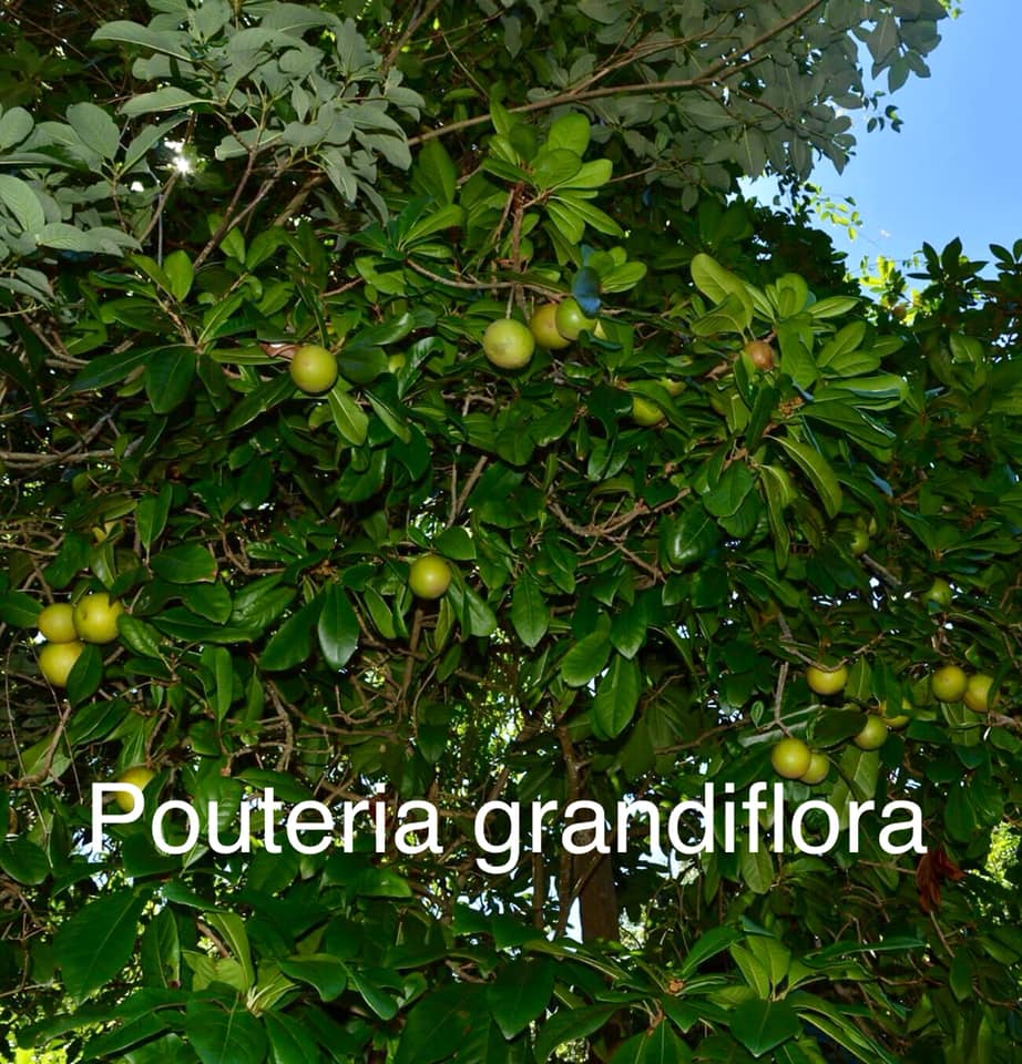 Pouteria grandiflora - 1 potted plant / 1 getopfte Pflanze