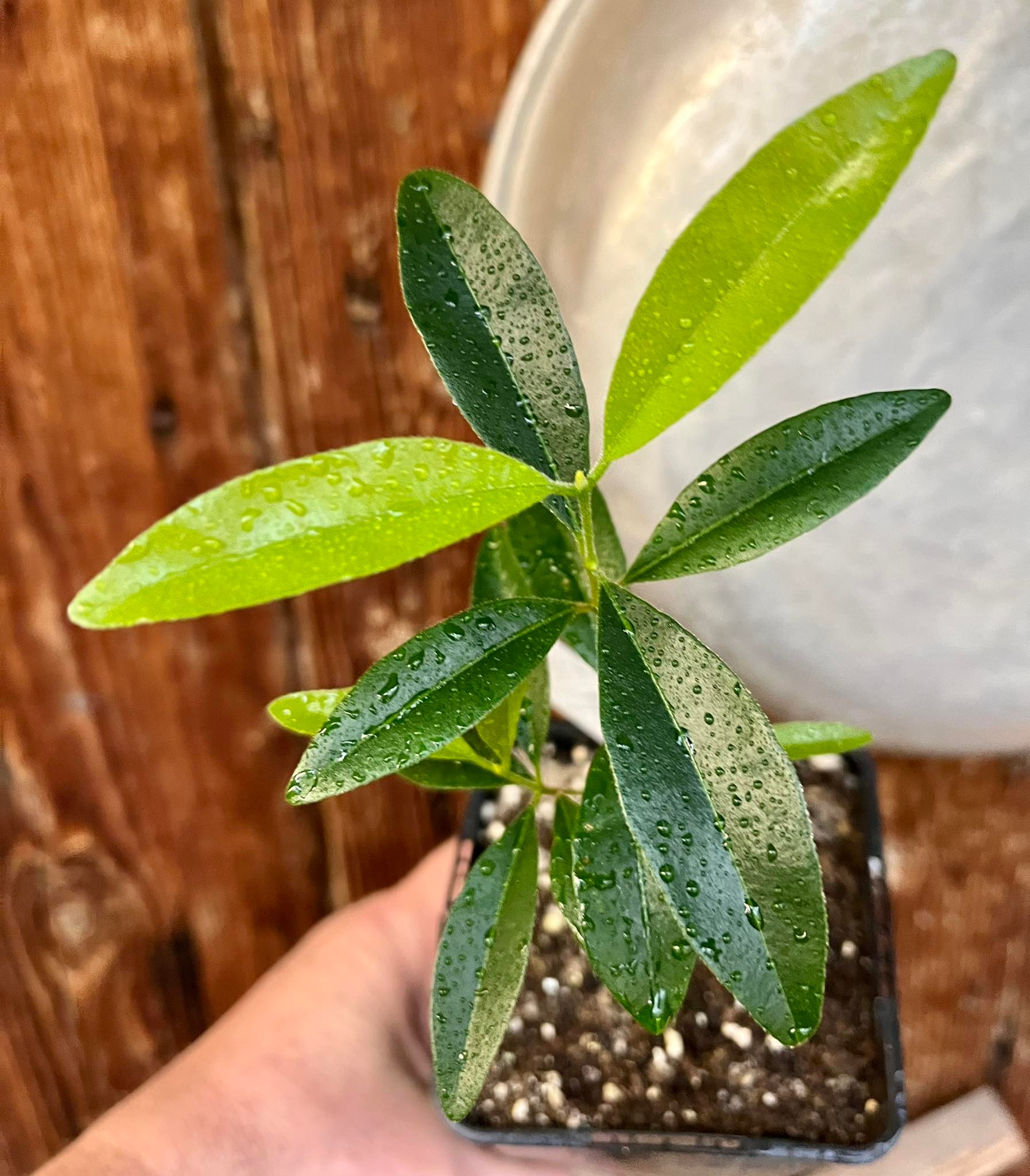 Myrcia sp Bahia big, 1 seedling