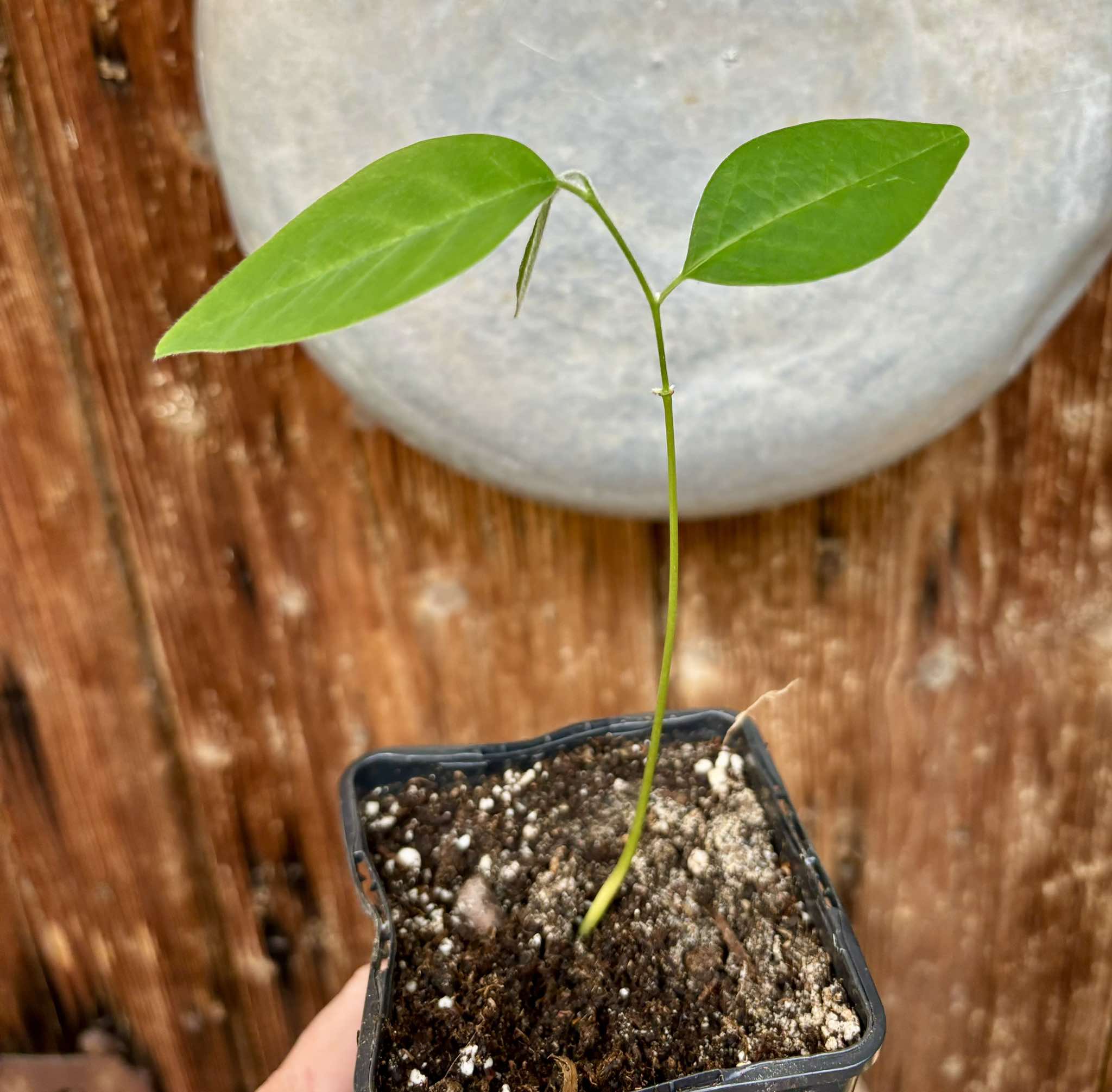 Annona sylvatica - 1 potted plant / 1 getopfte Pflanze