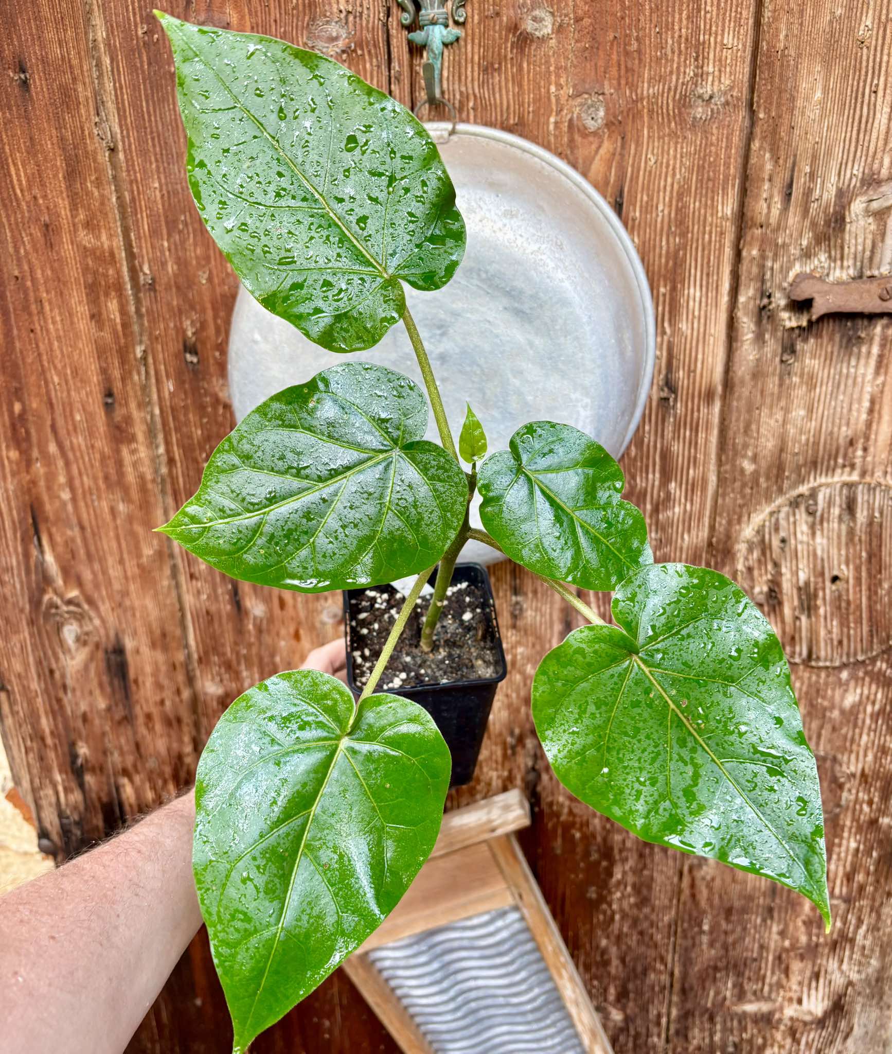 Solanum uniloba - 1 potted plant / 1 getopfte Pflanze