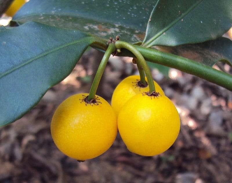 Lemon Drop Mangosteen (Garcinia intermedia) - 1 small potted plant / 1 kleine, getopfte Pflanze