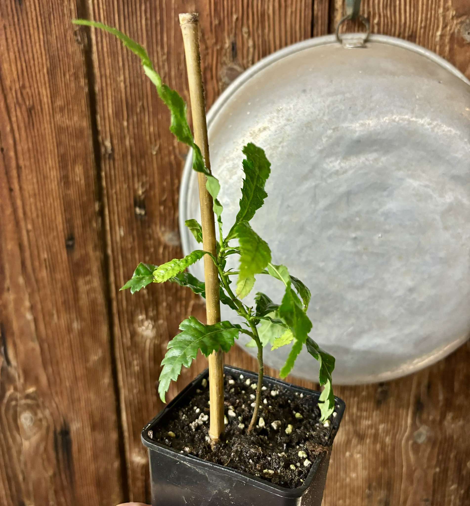 Yangmei - Myrica rubra - 1 potted plant / 1 getopfte Pflanze