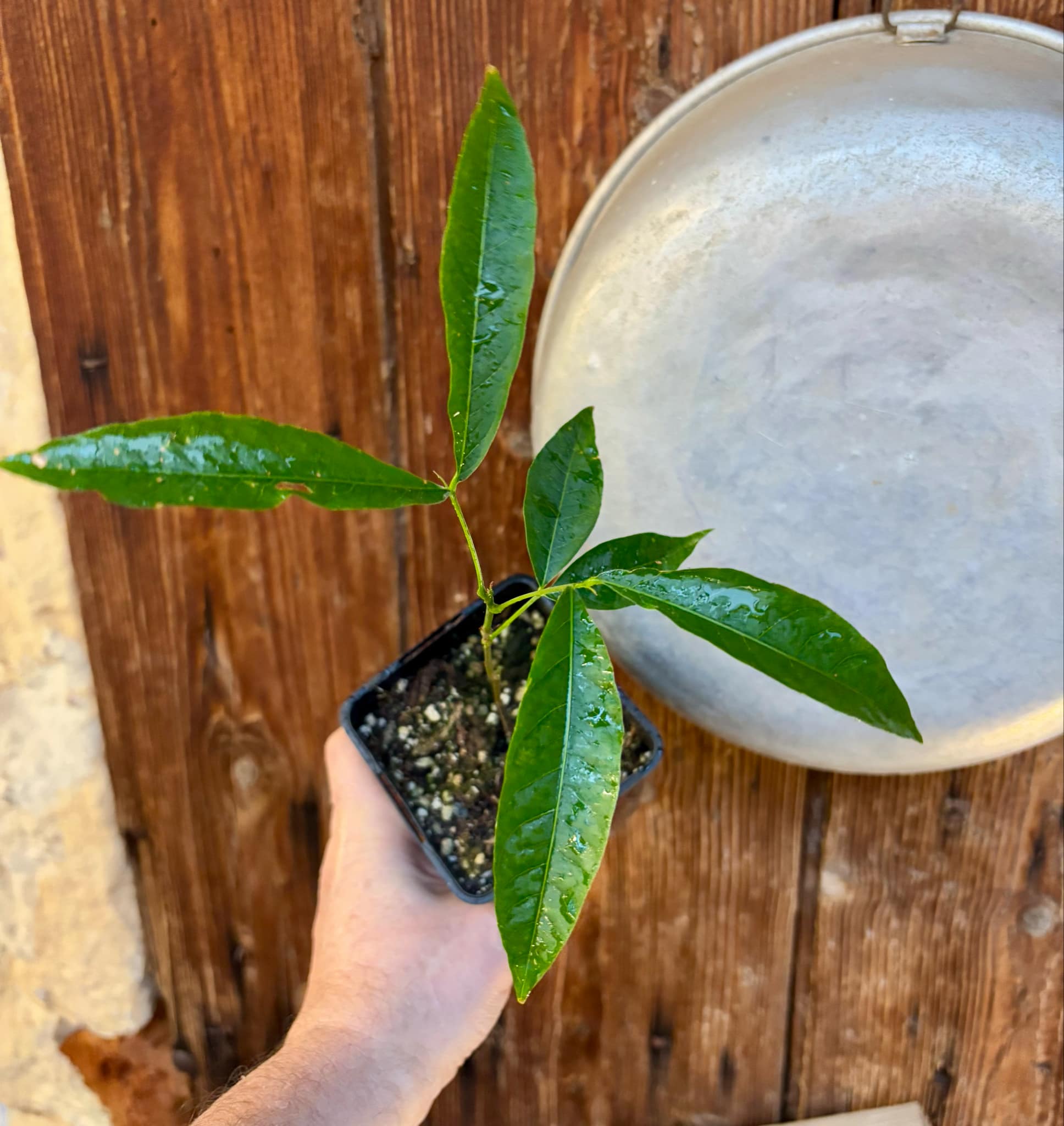 Talisia esculenta - Pitomba do Nordeste - 1 potted plant / 1 getopfte Pflanze