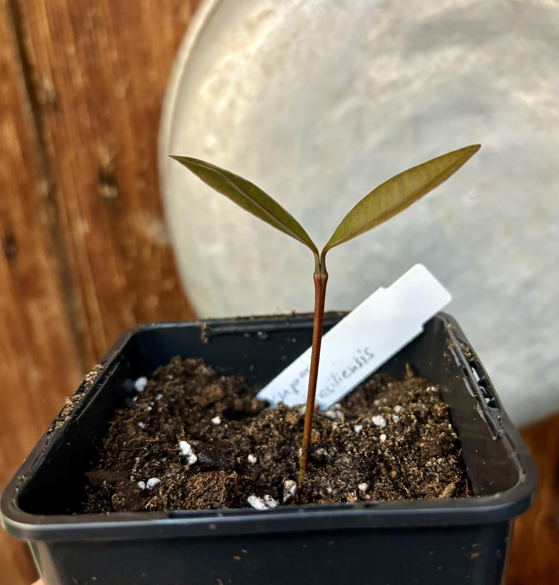 Garcinia brasiliensis - Bacupari -  1 small potted seedling / 1 kleiner, getopfter Sämling