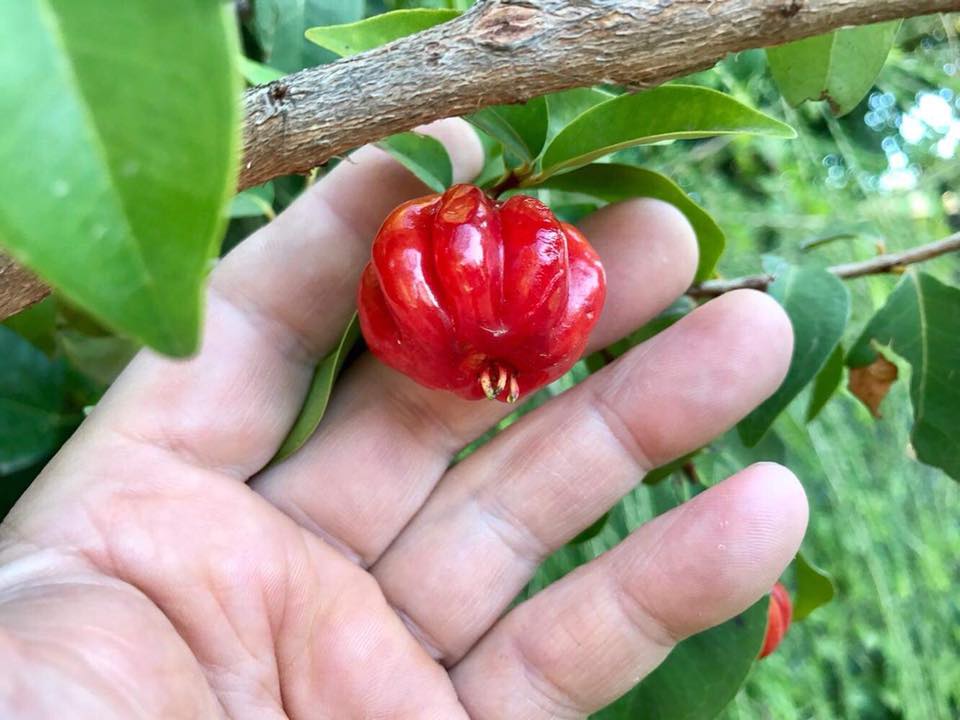 Eugenia uniflora var. red  - cultivated variety / 1 potted plant / 1 getopfte Pflanze